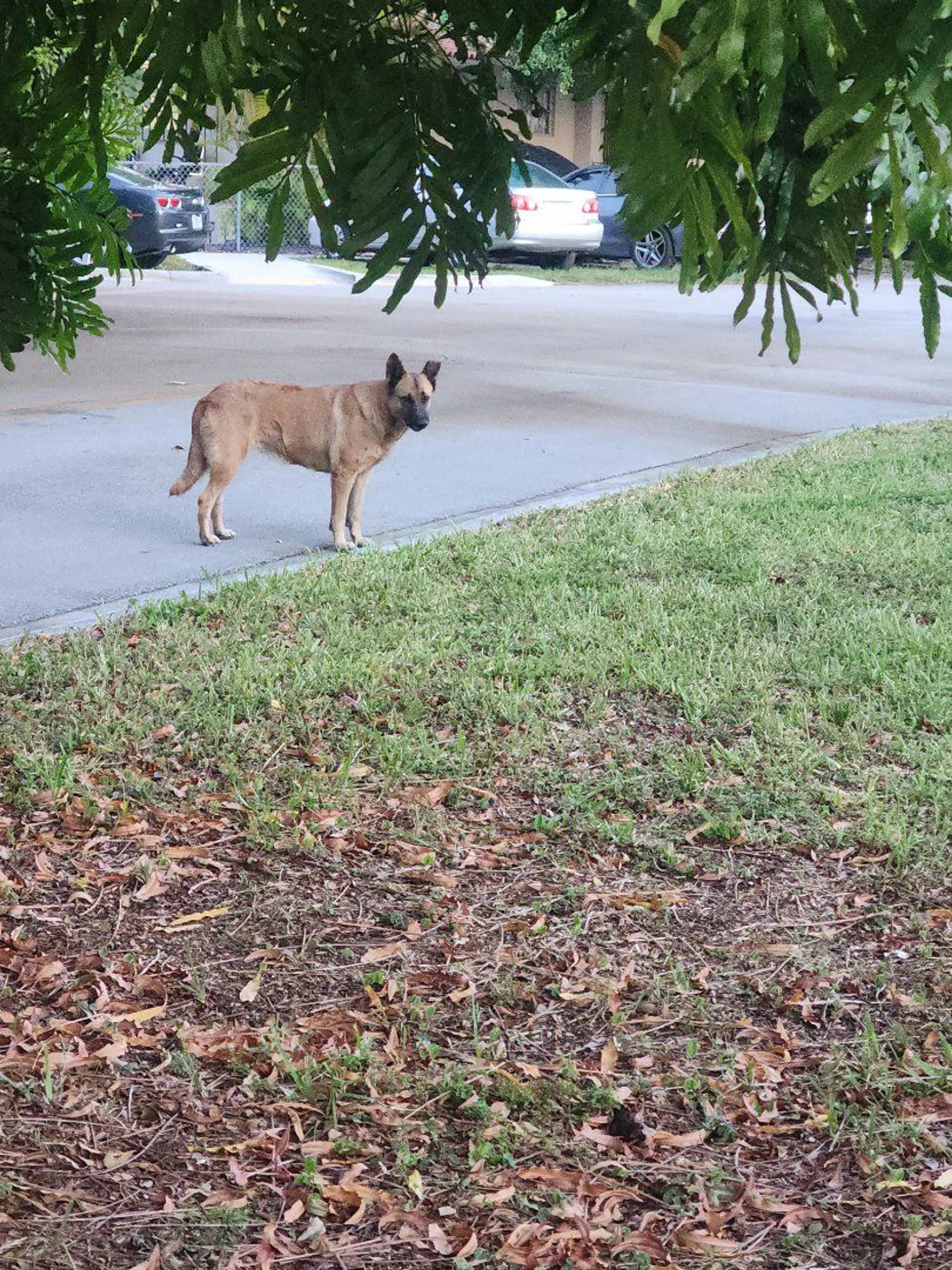 Lost pet-0