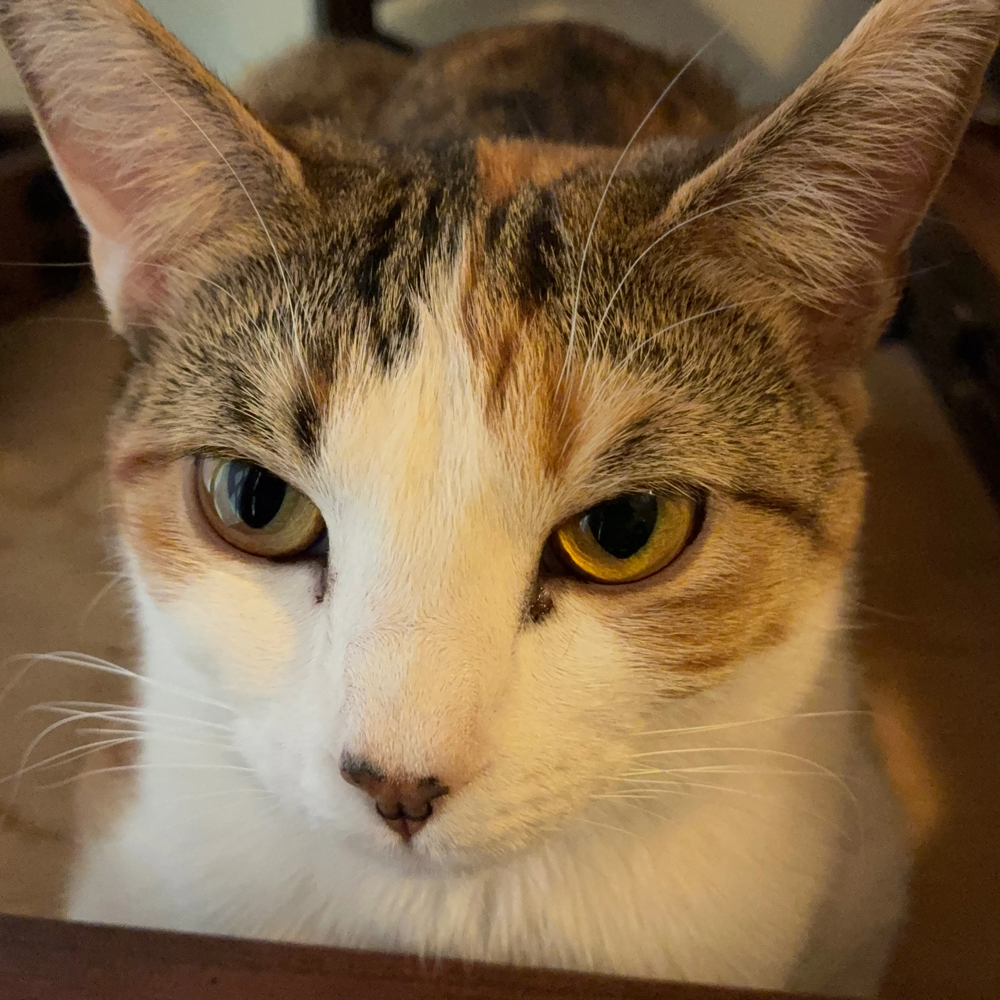 Lost pet-3