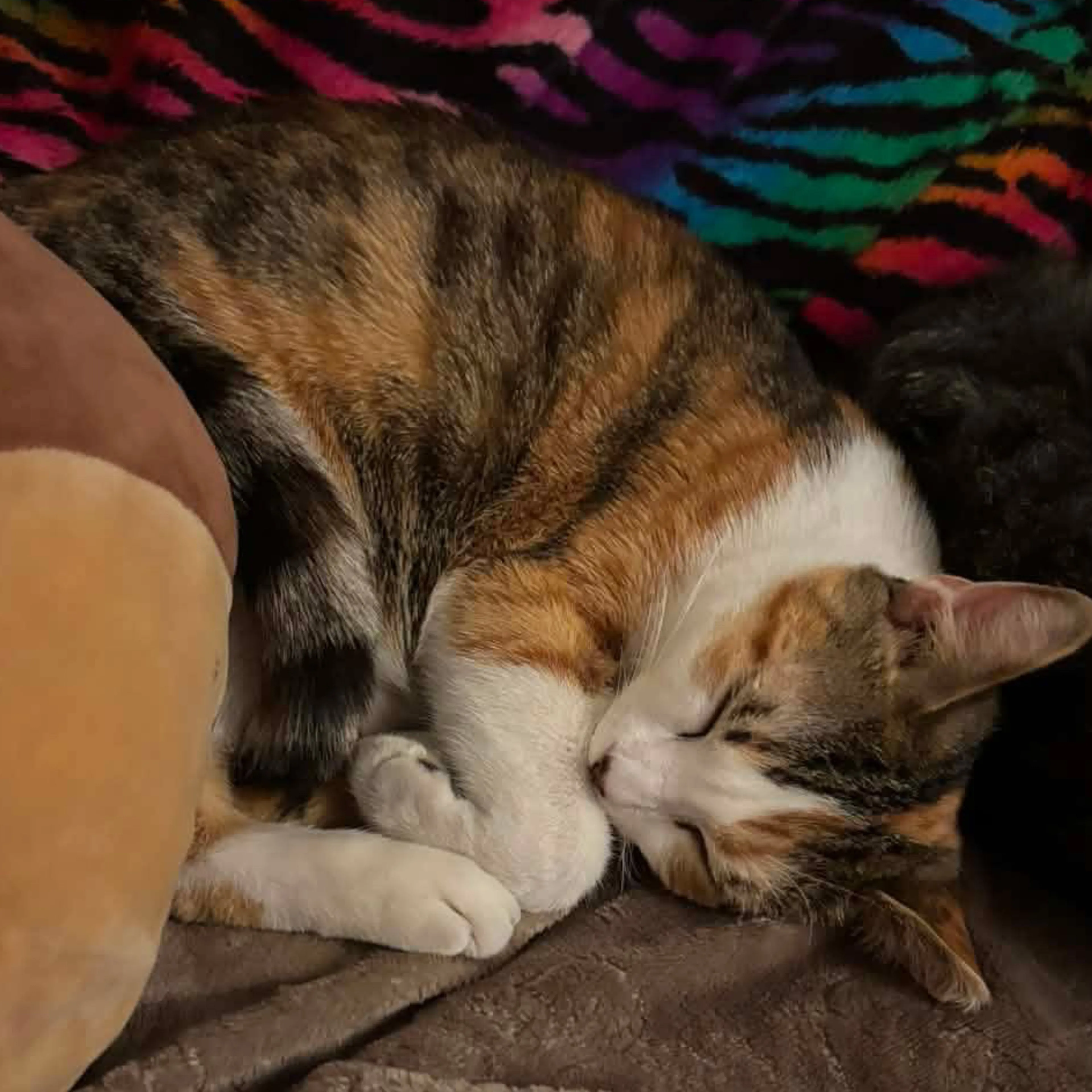 Lost pet-1