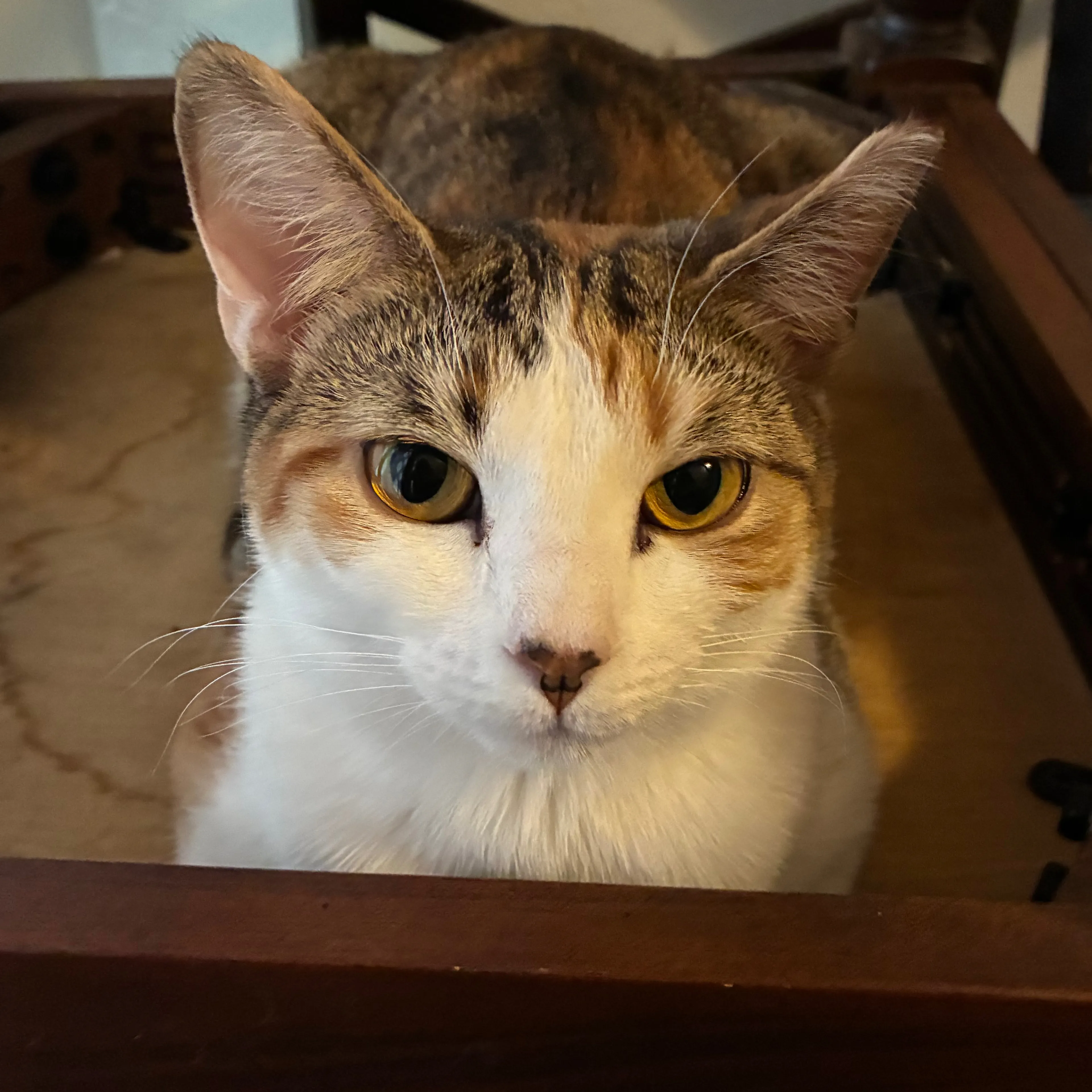 Lost pet-2