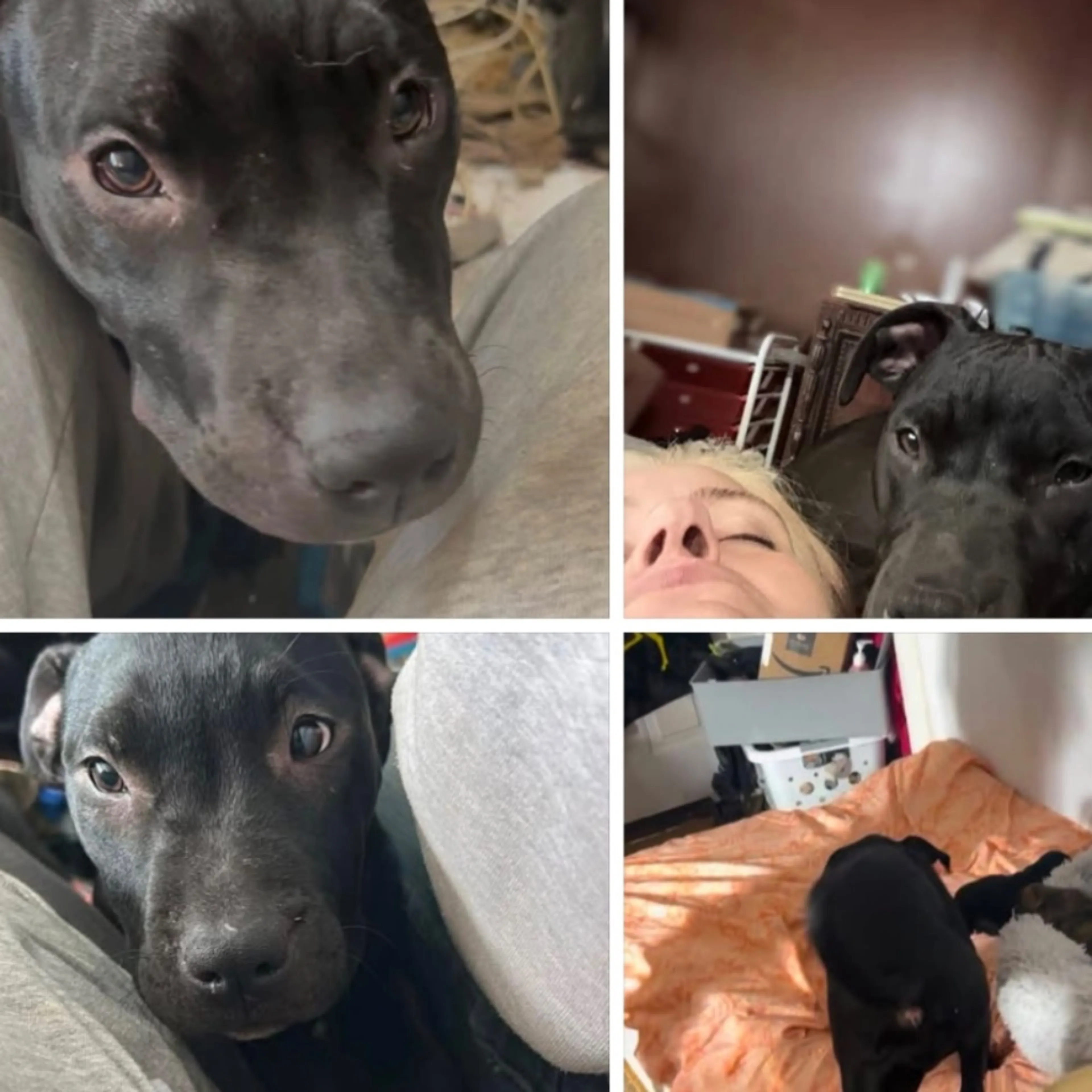 Lost pet