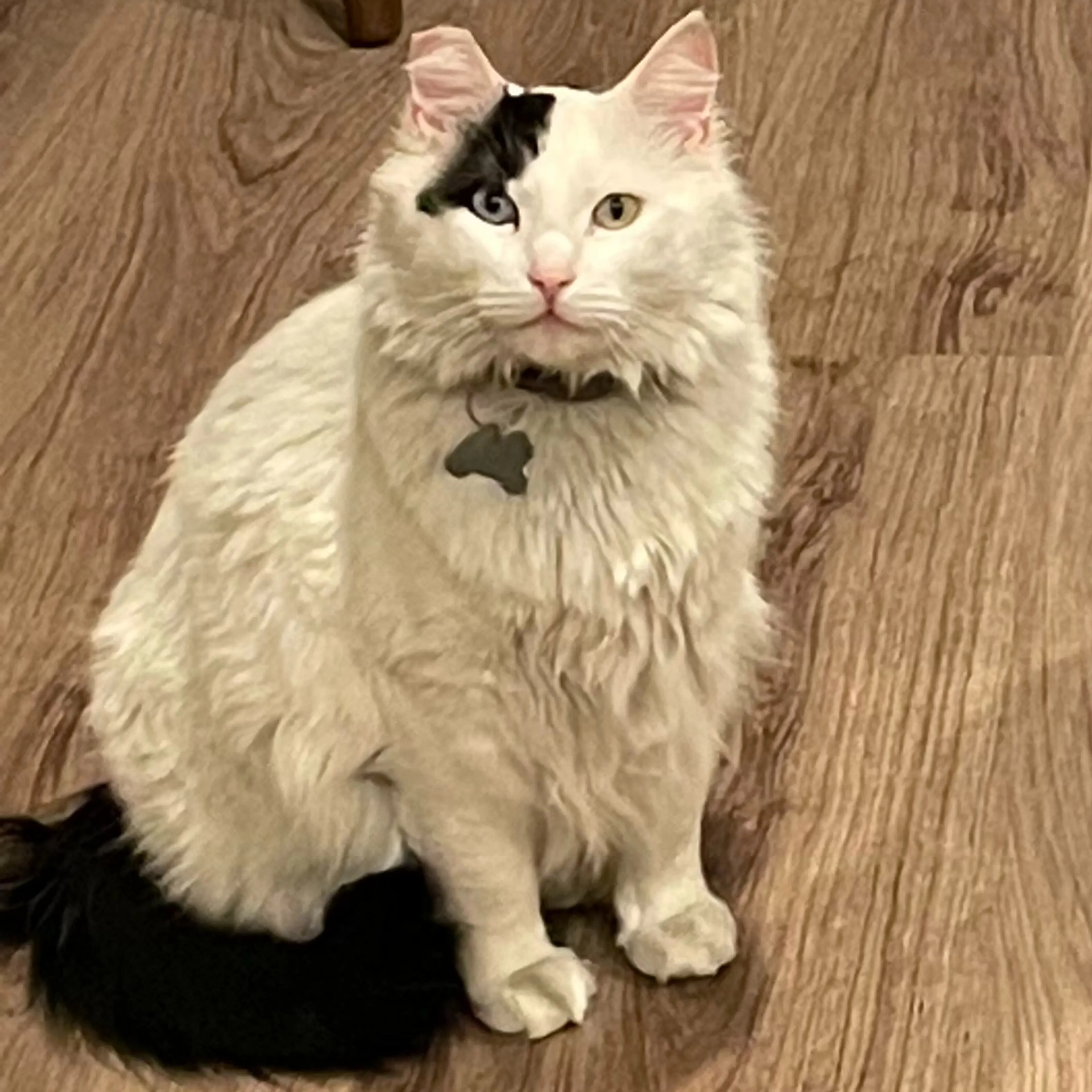 Lost pet