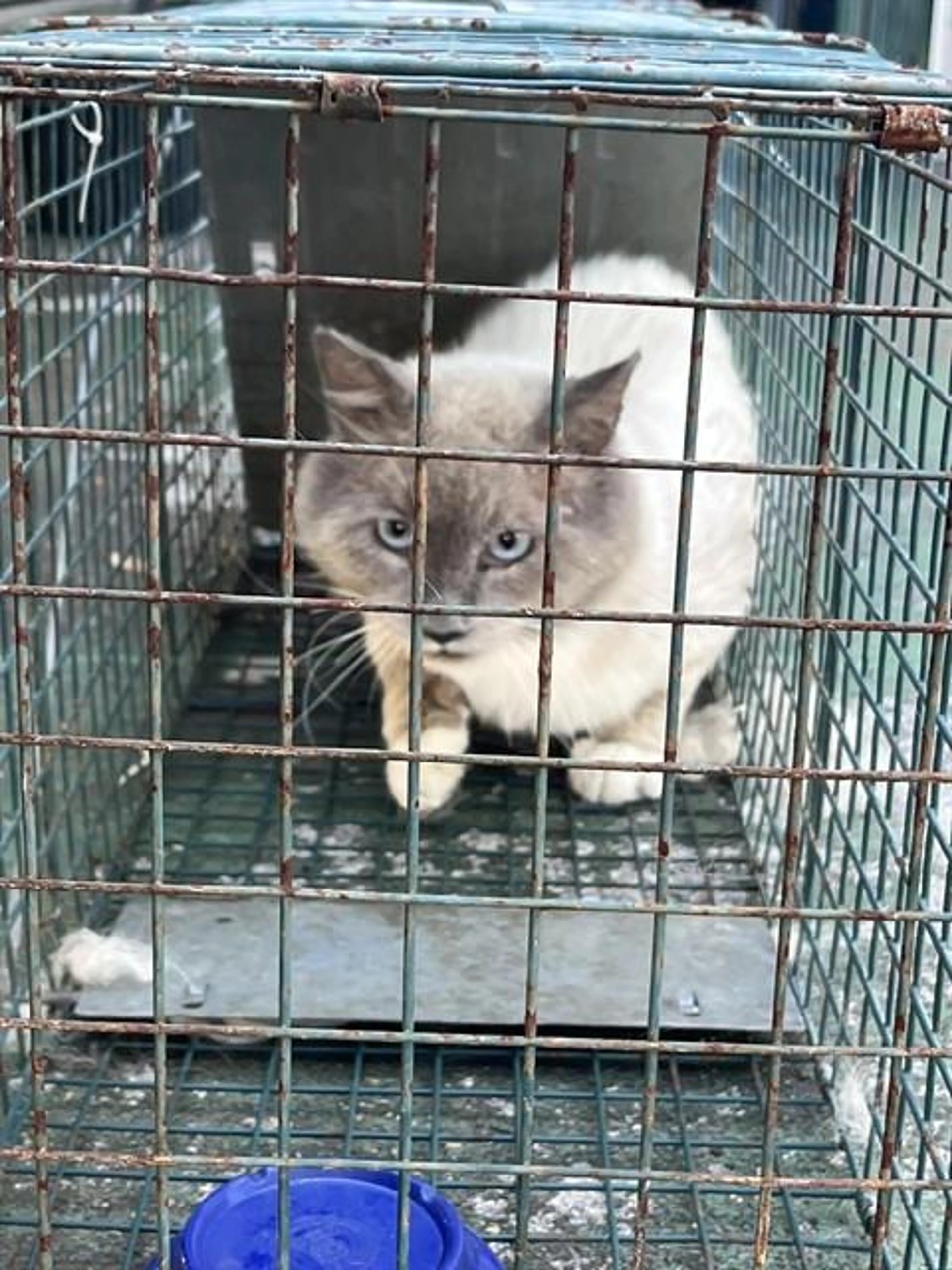 Found pet