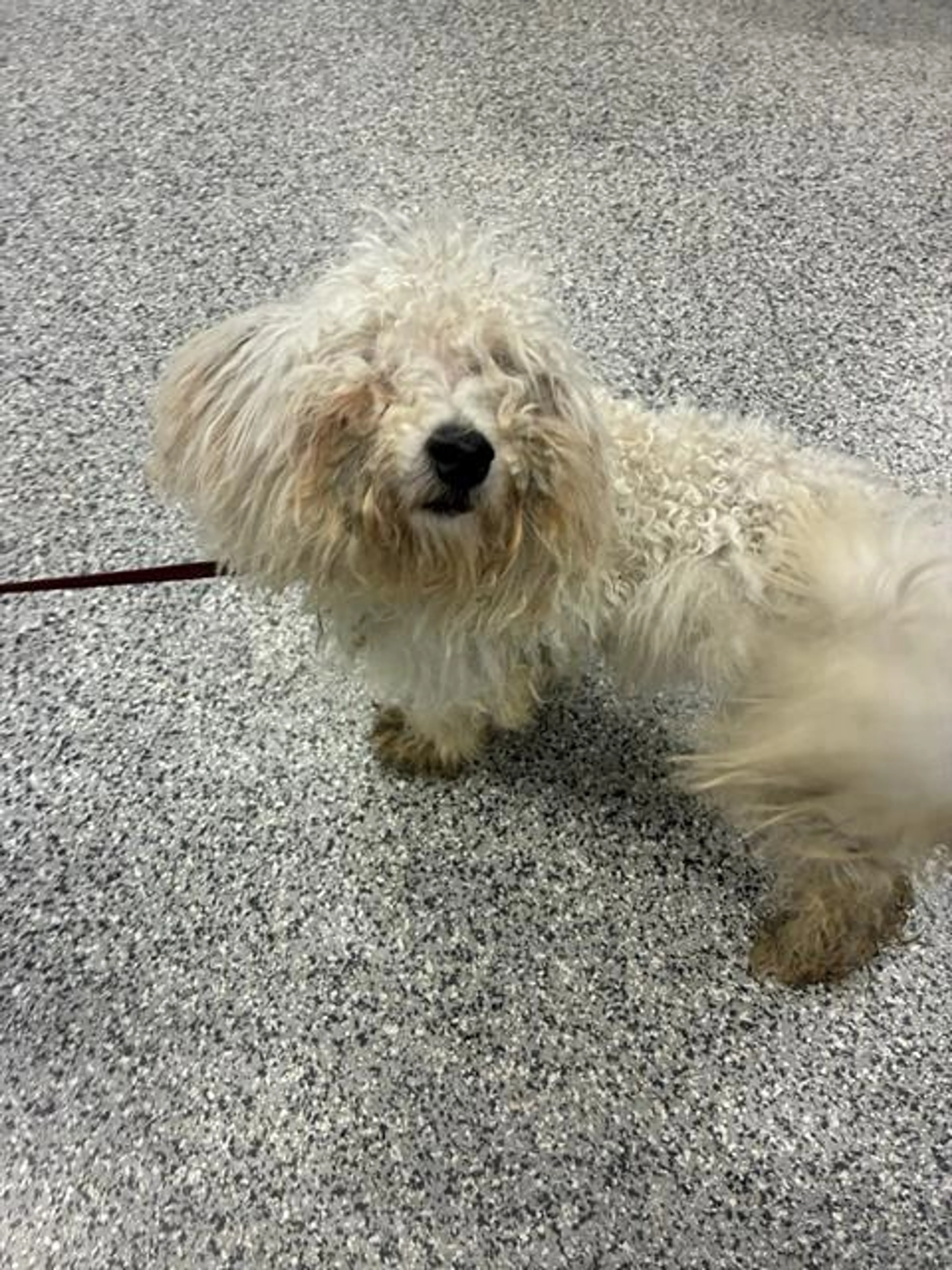 Found pet