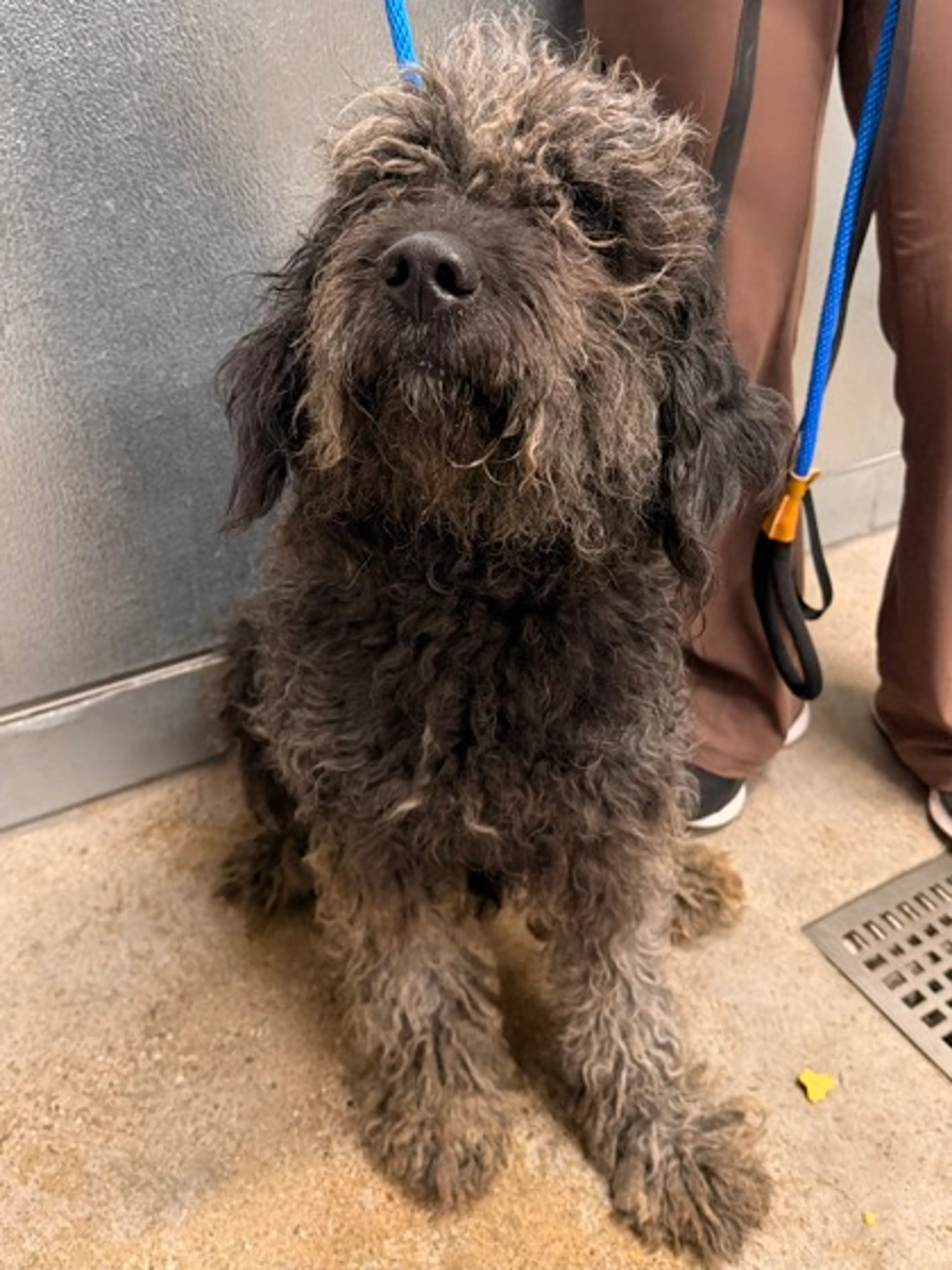 Found pet