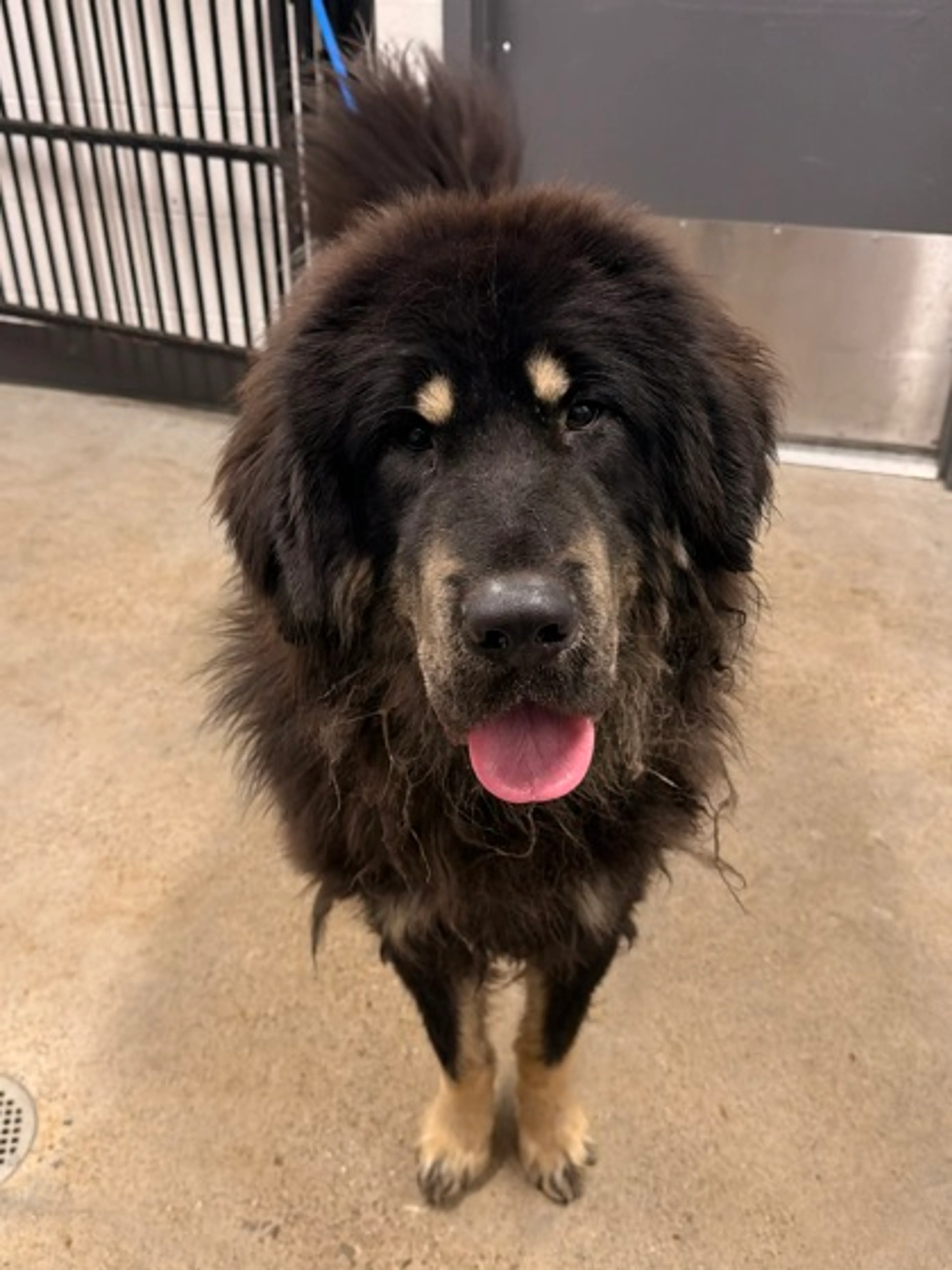 Found pet