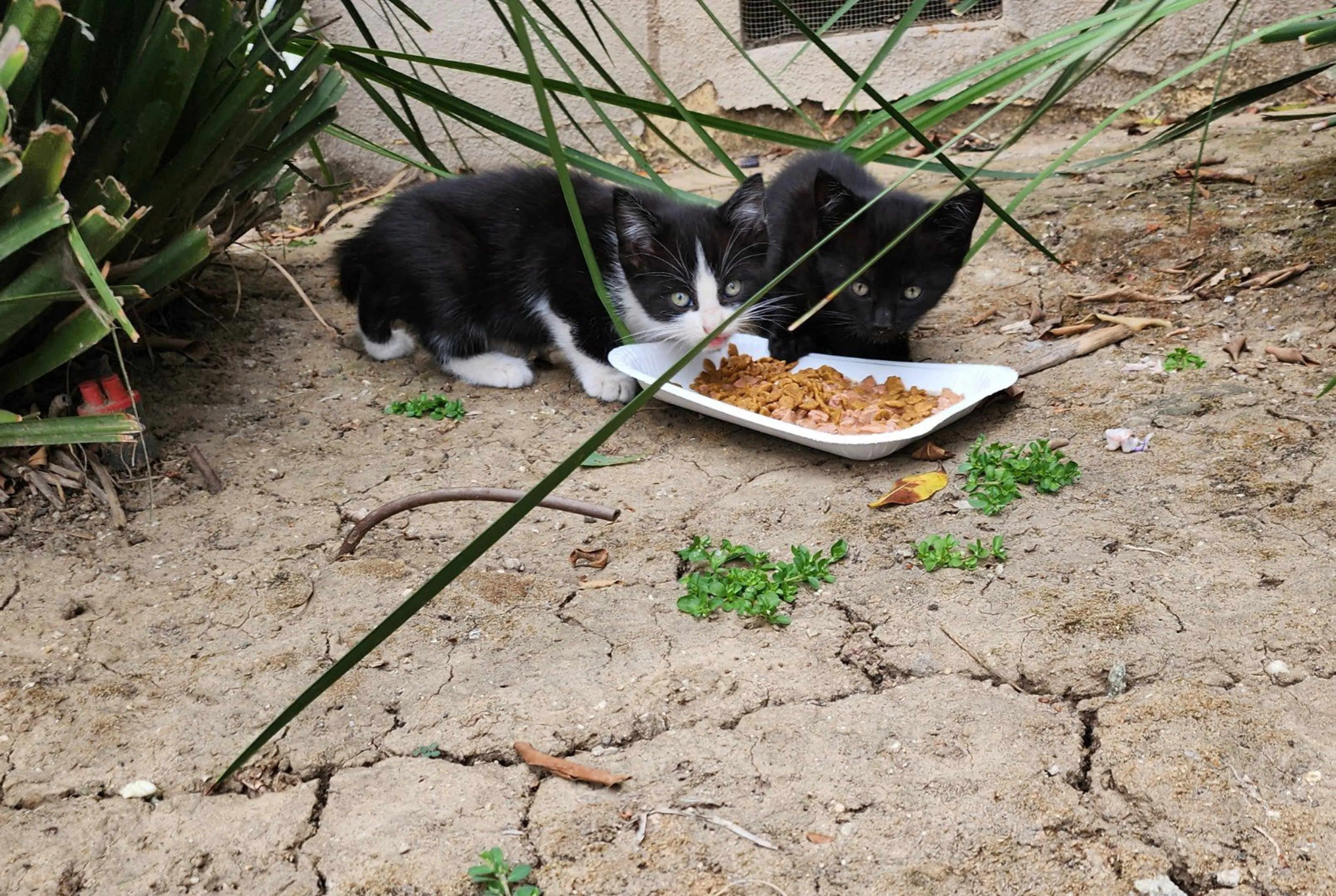 Lost pet