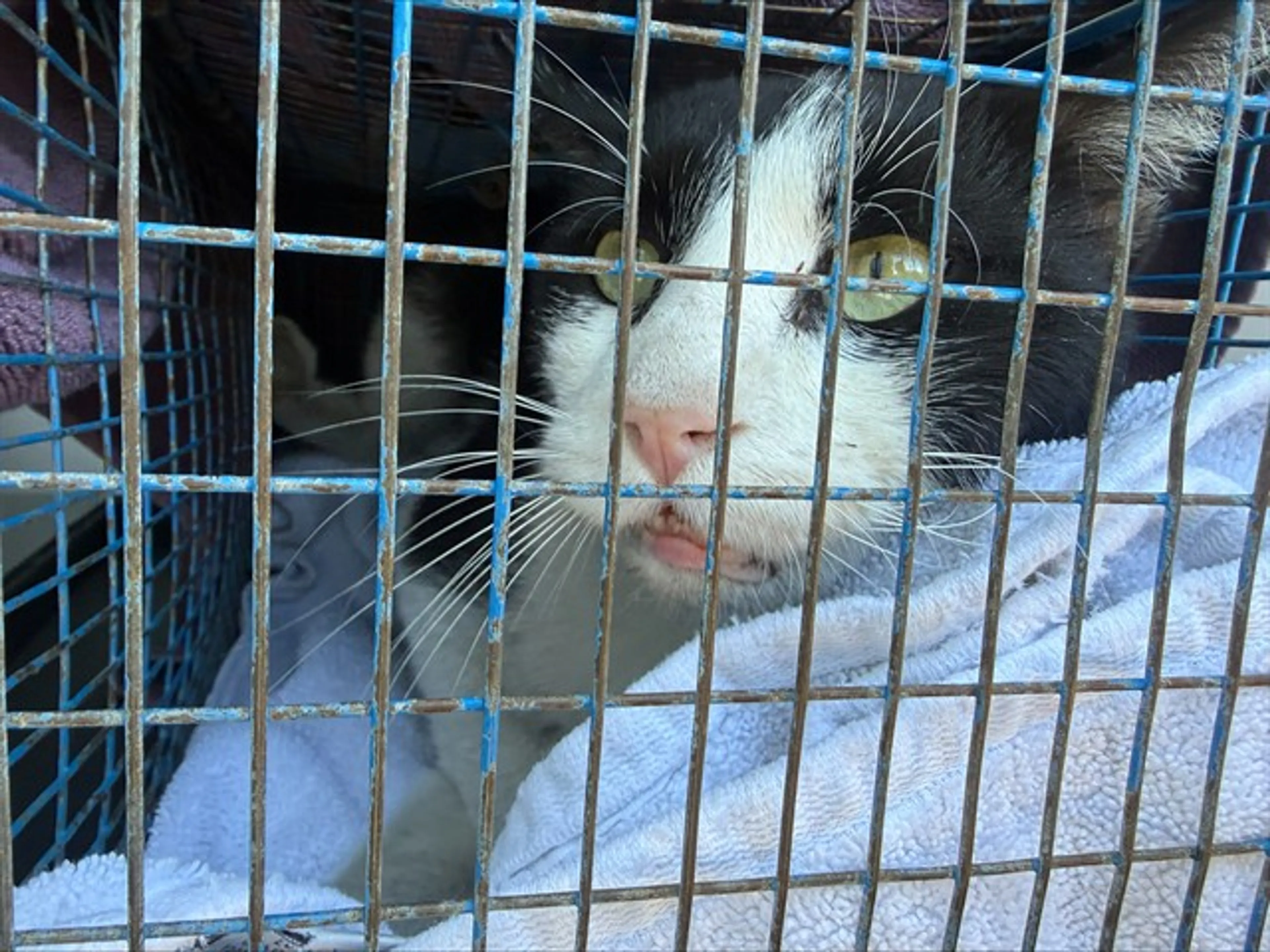 Found pet