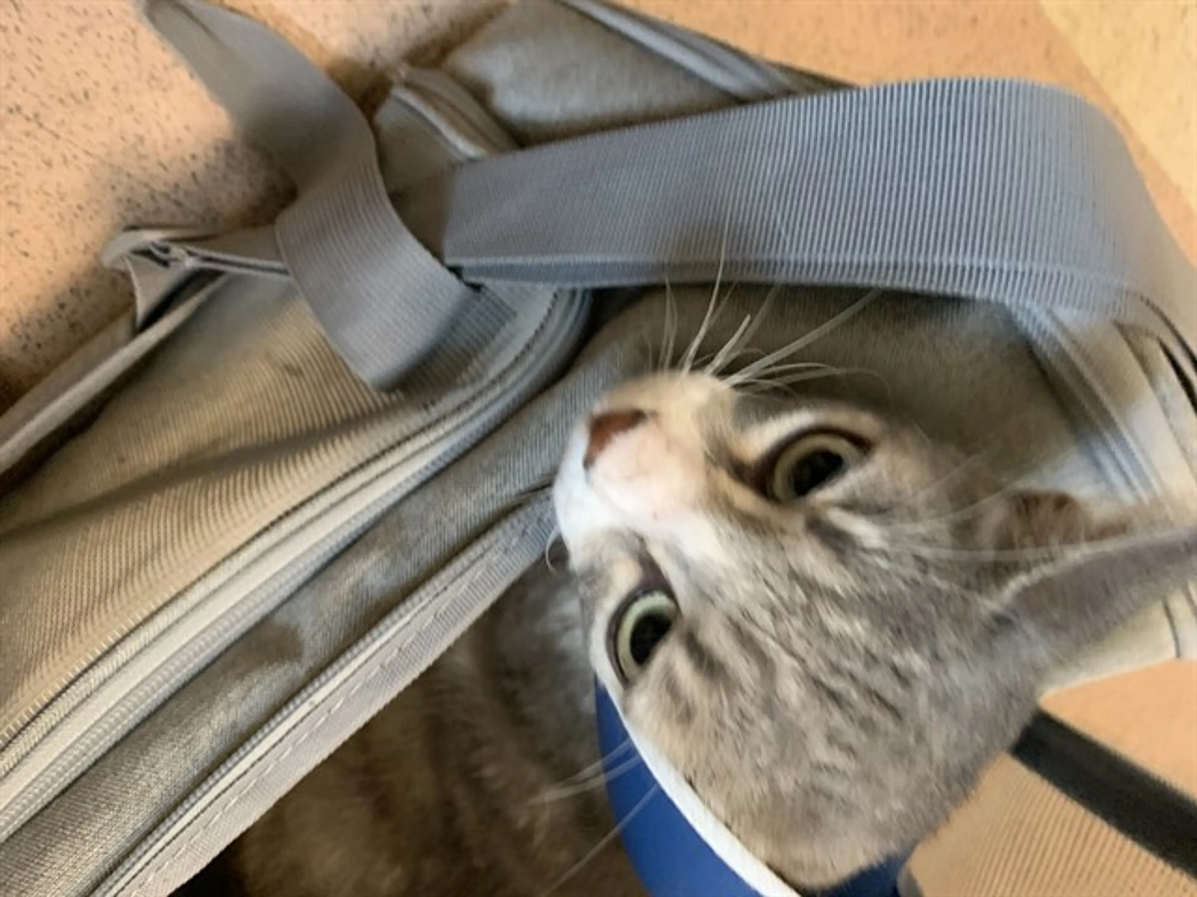 Found pet