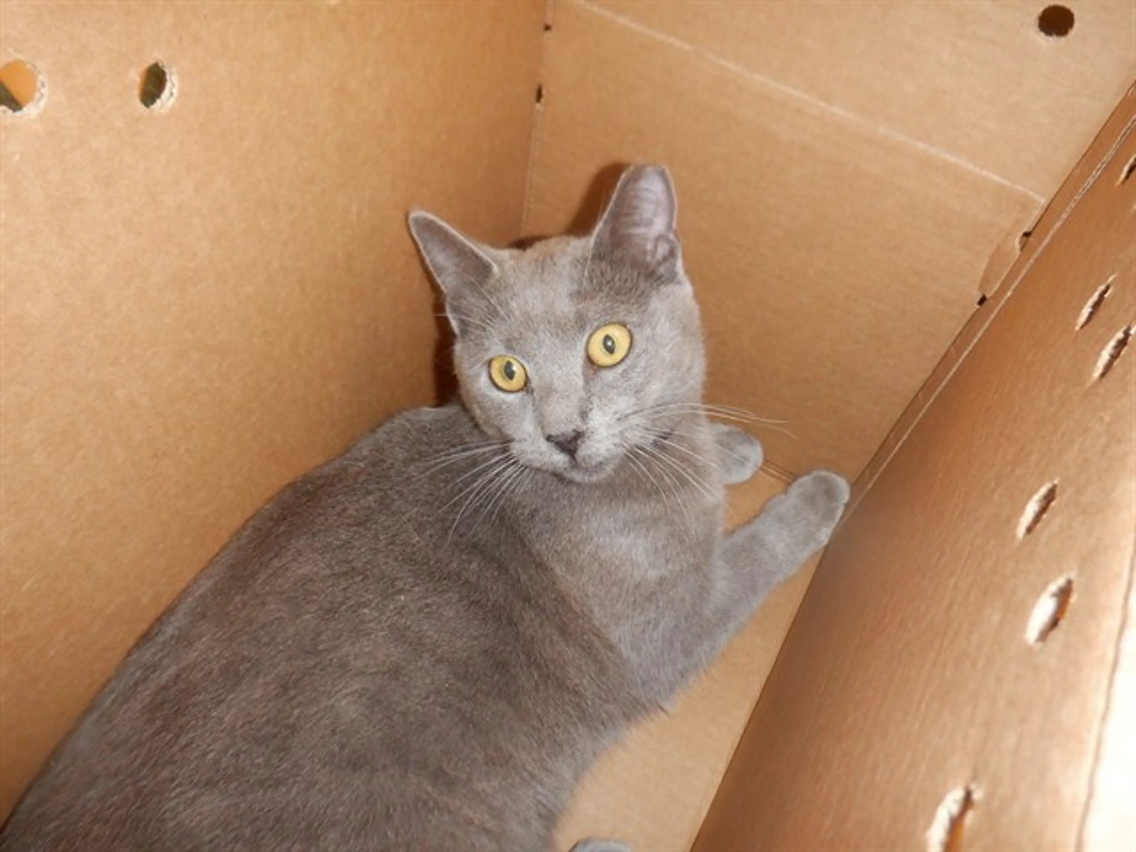 Found pet