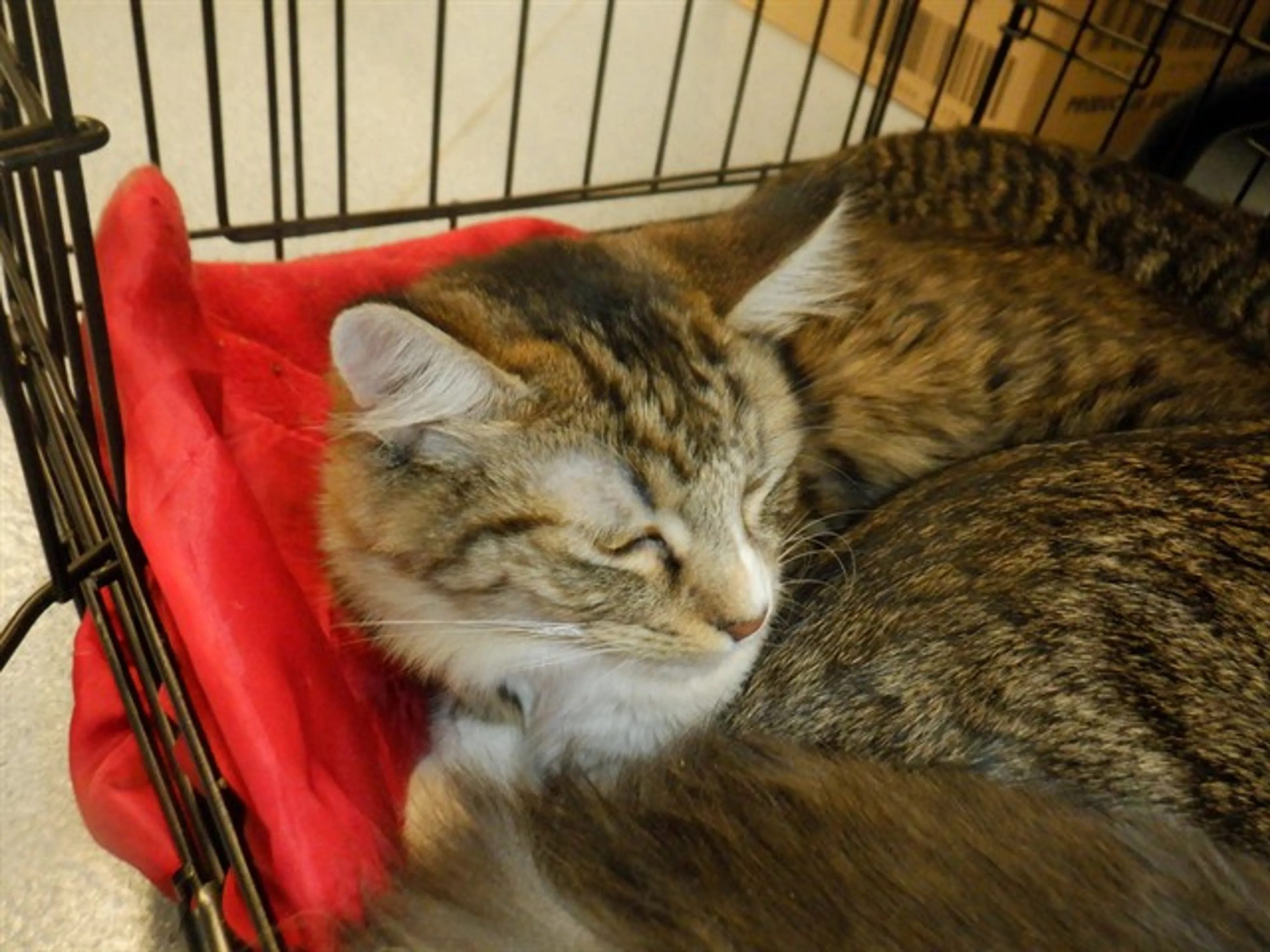Found pet