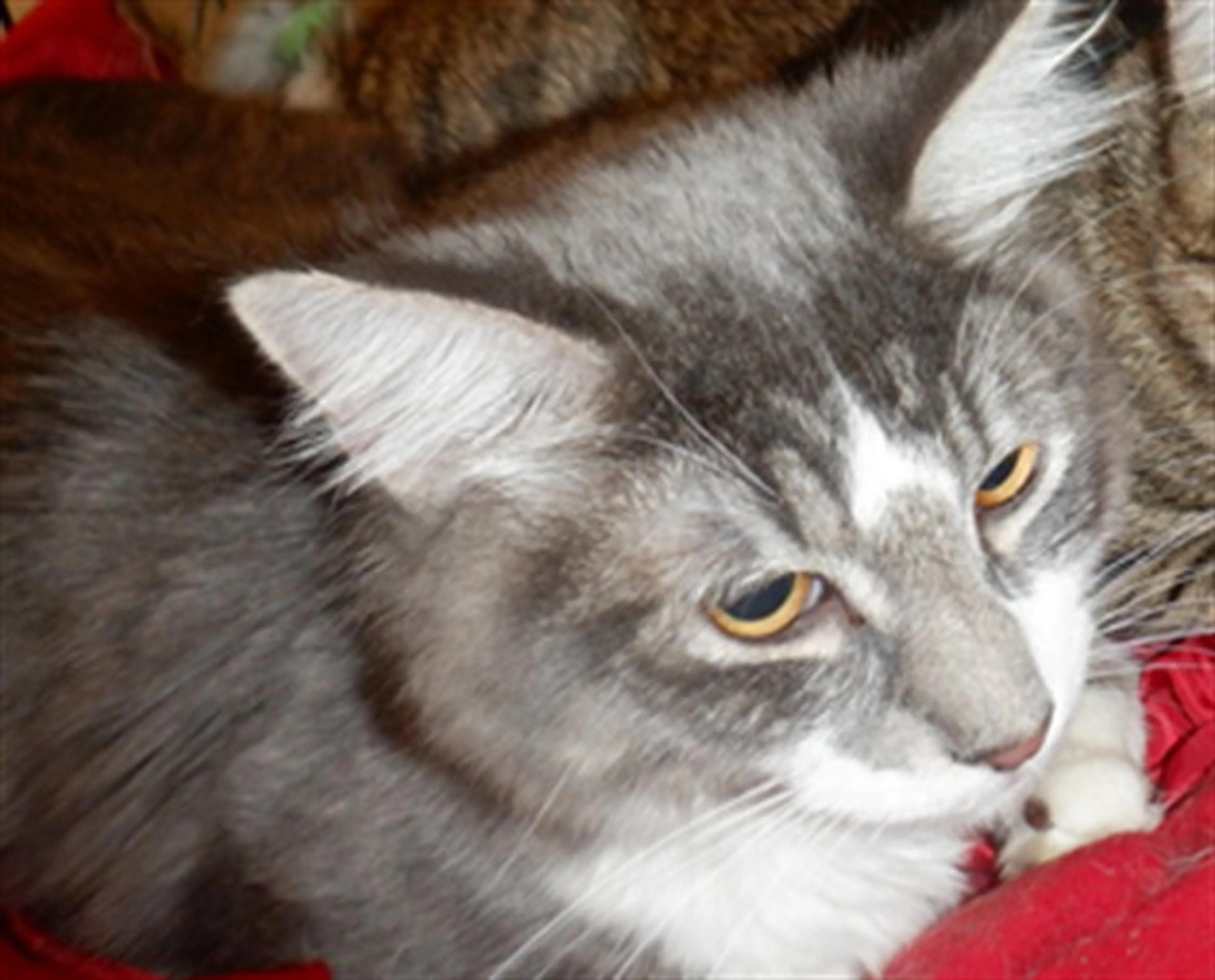 Found pet