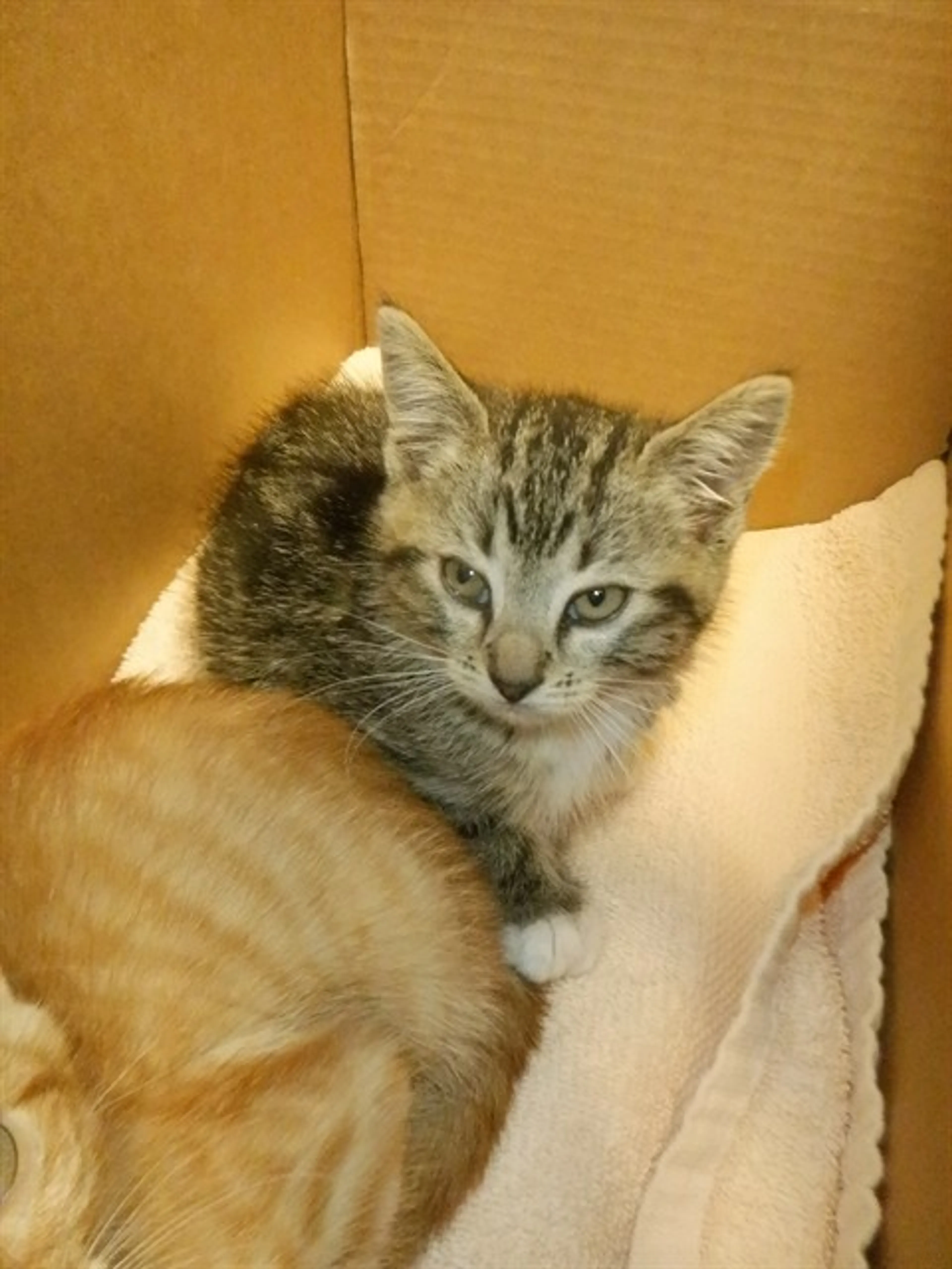Found pet