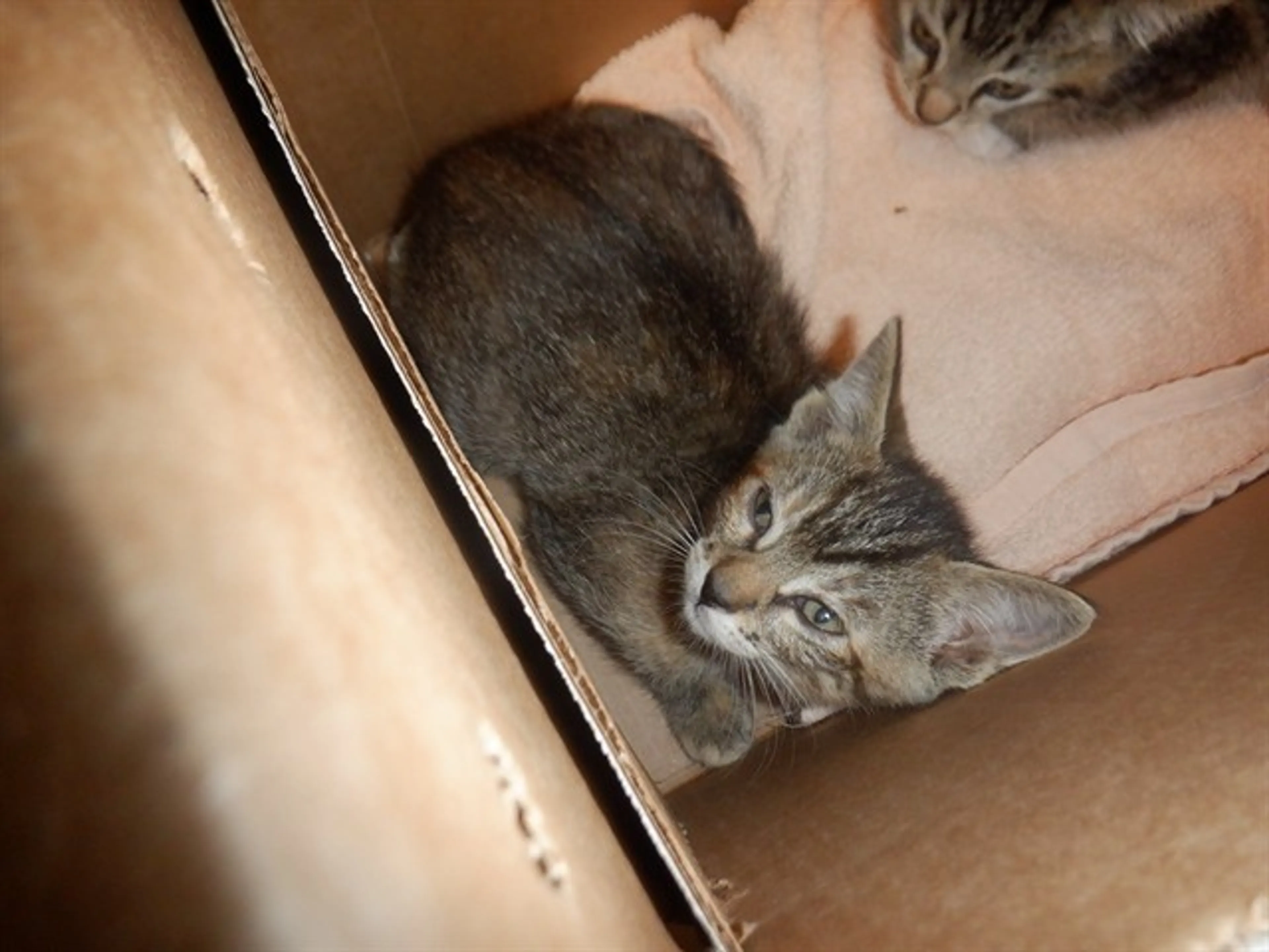 cdn image