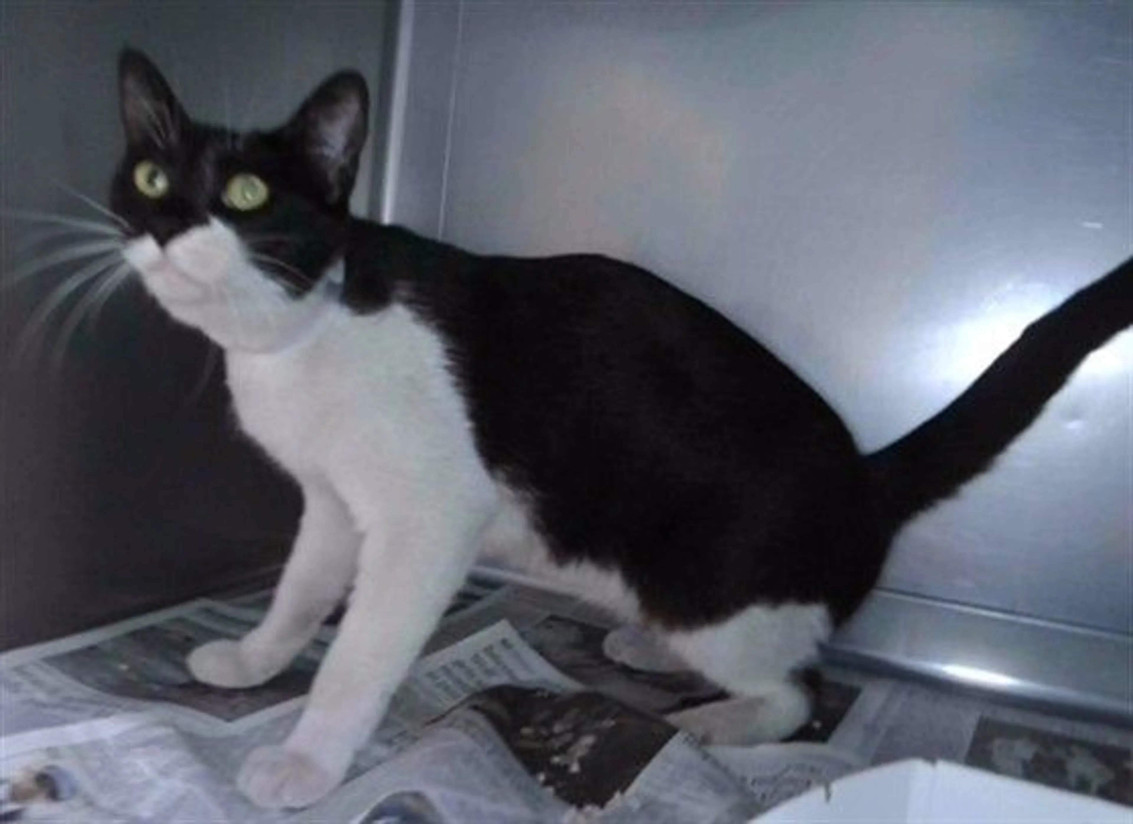 Found pet