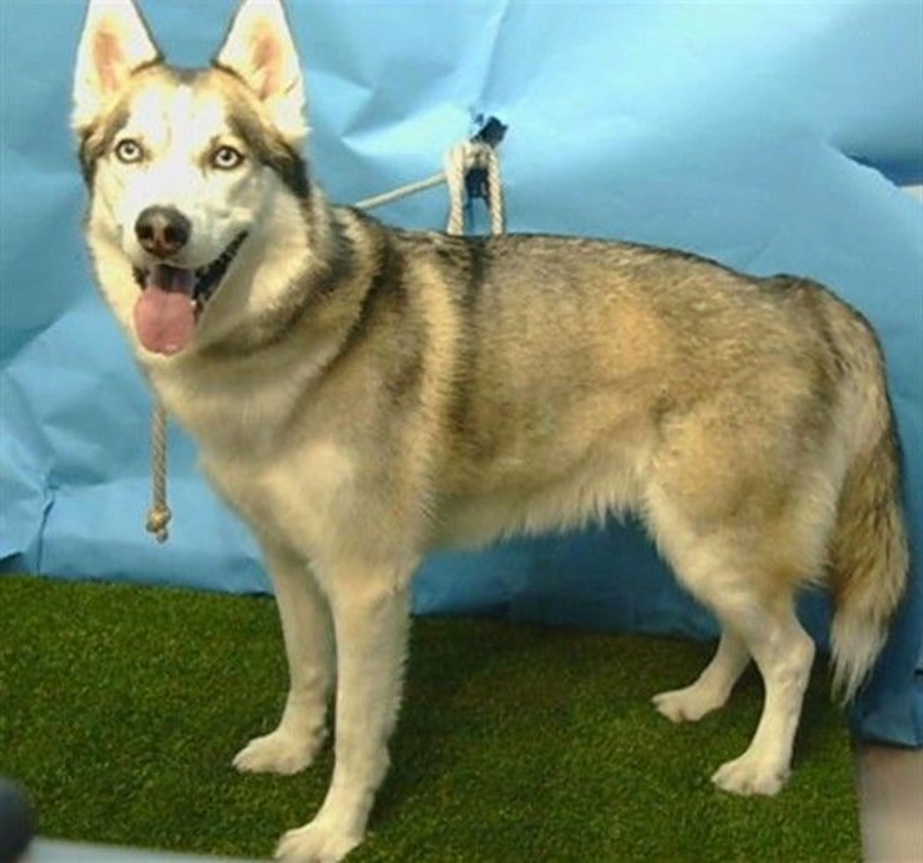 Found pet