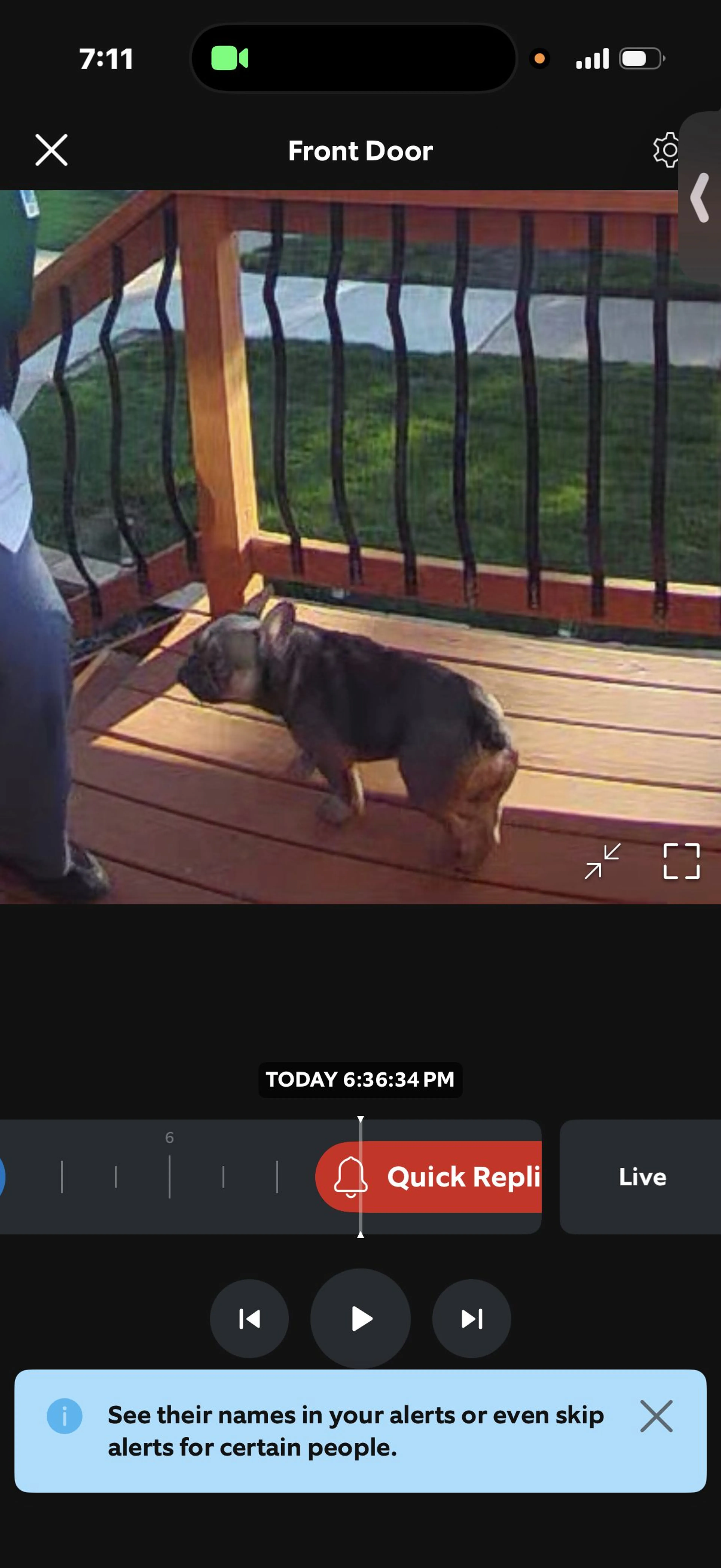 Lost pet