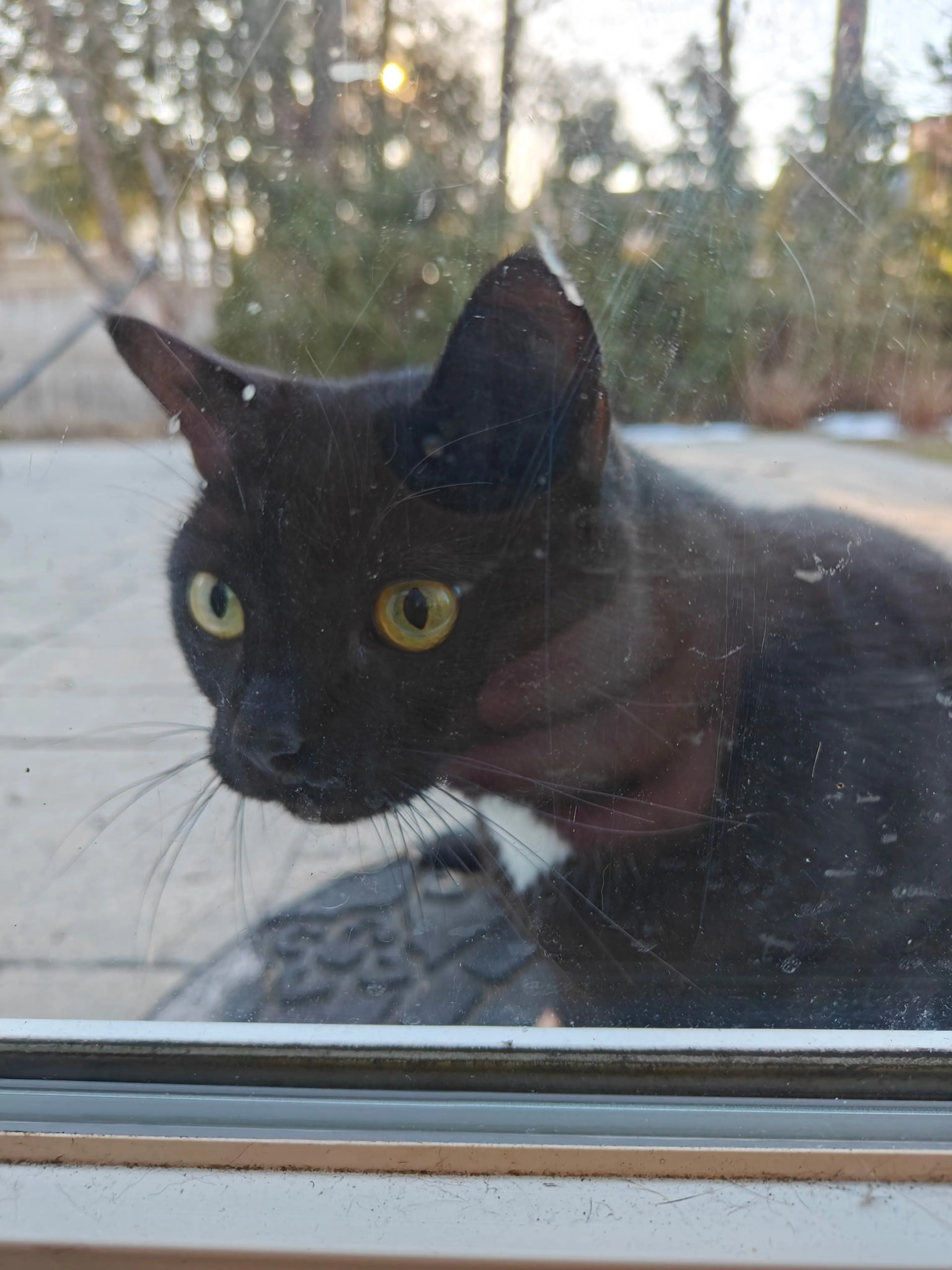 Lost pet