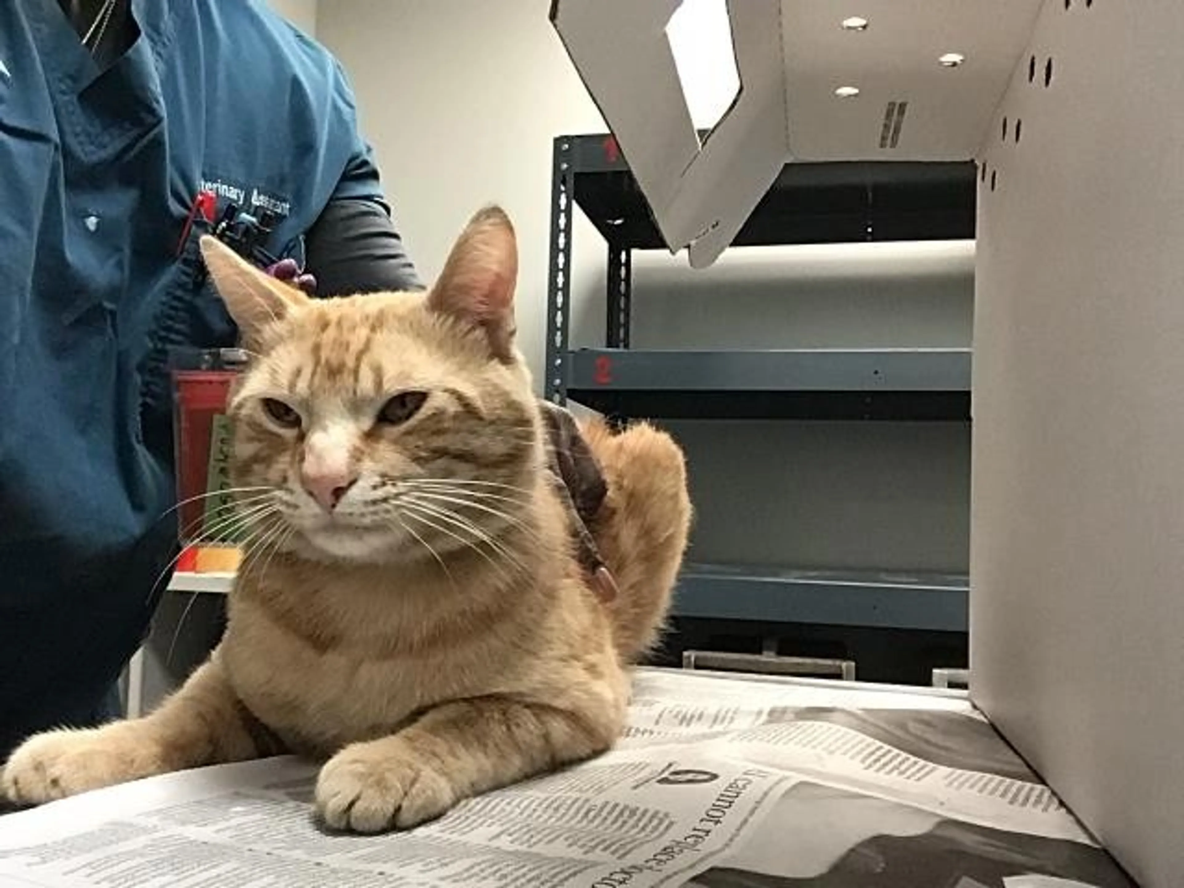 Found pet