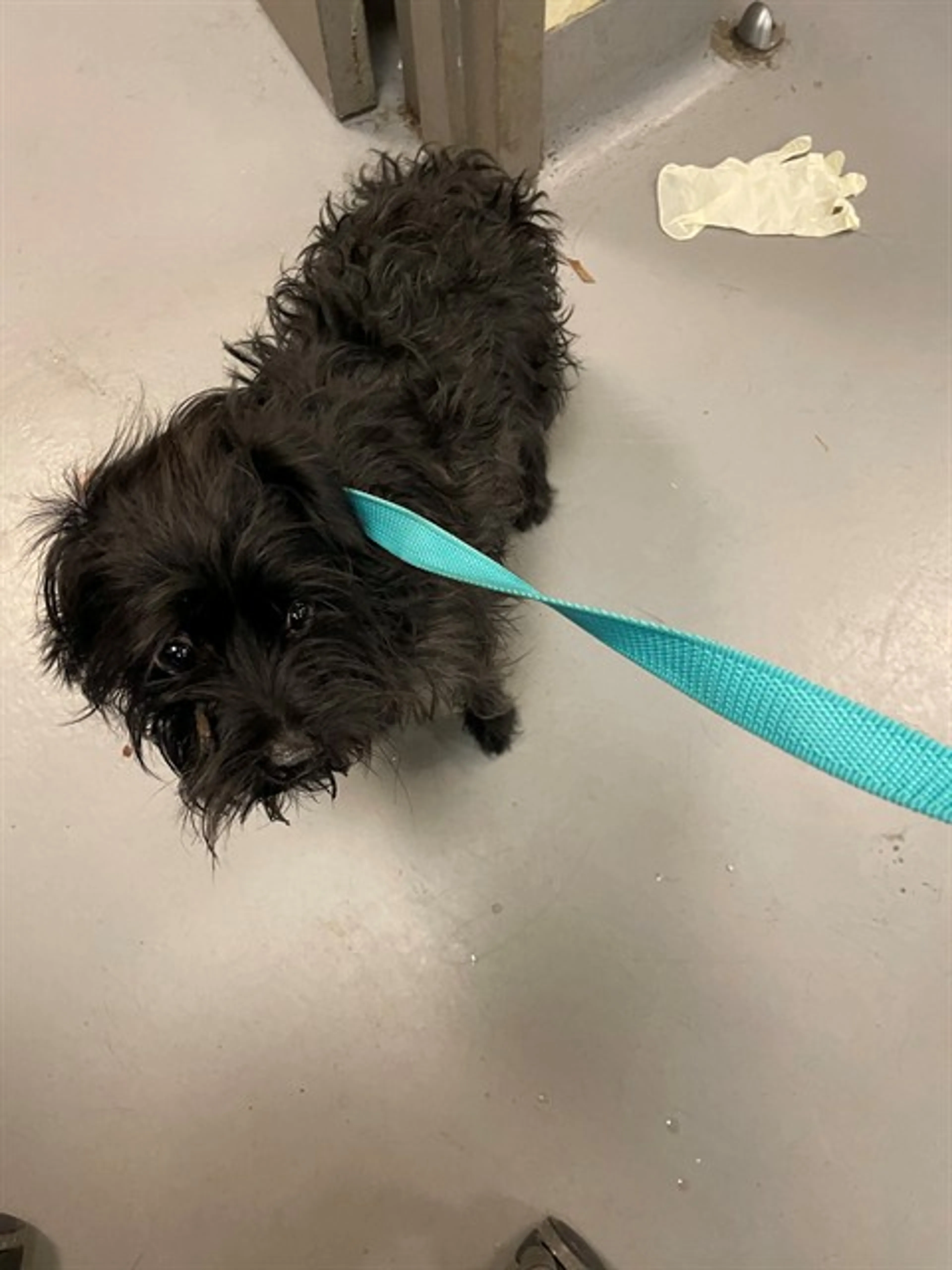 Found pet