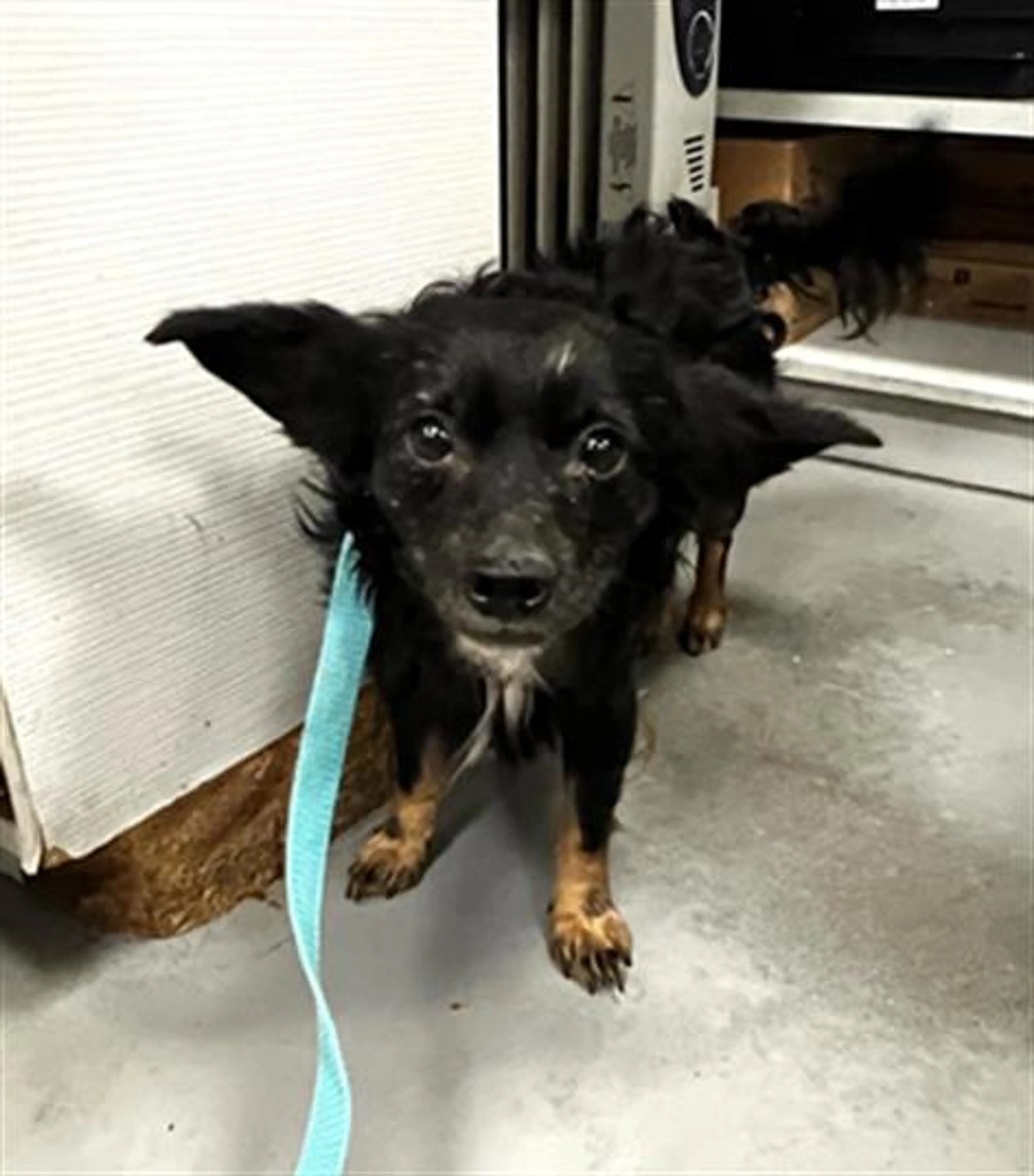 Found pet