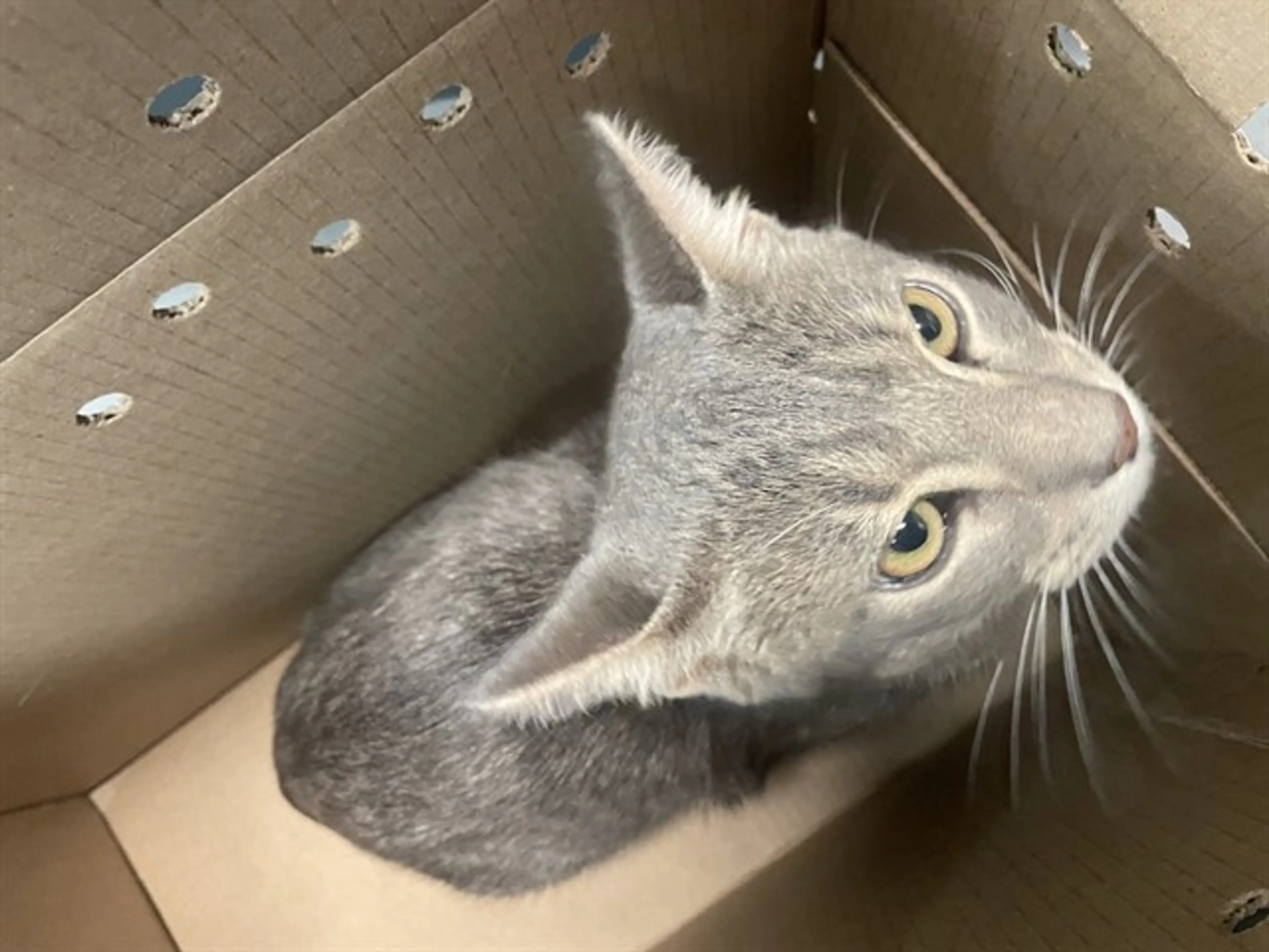 Found pet