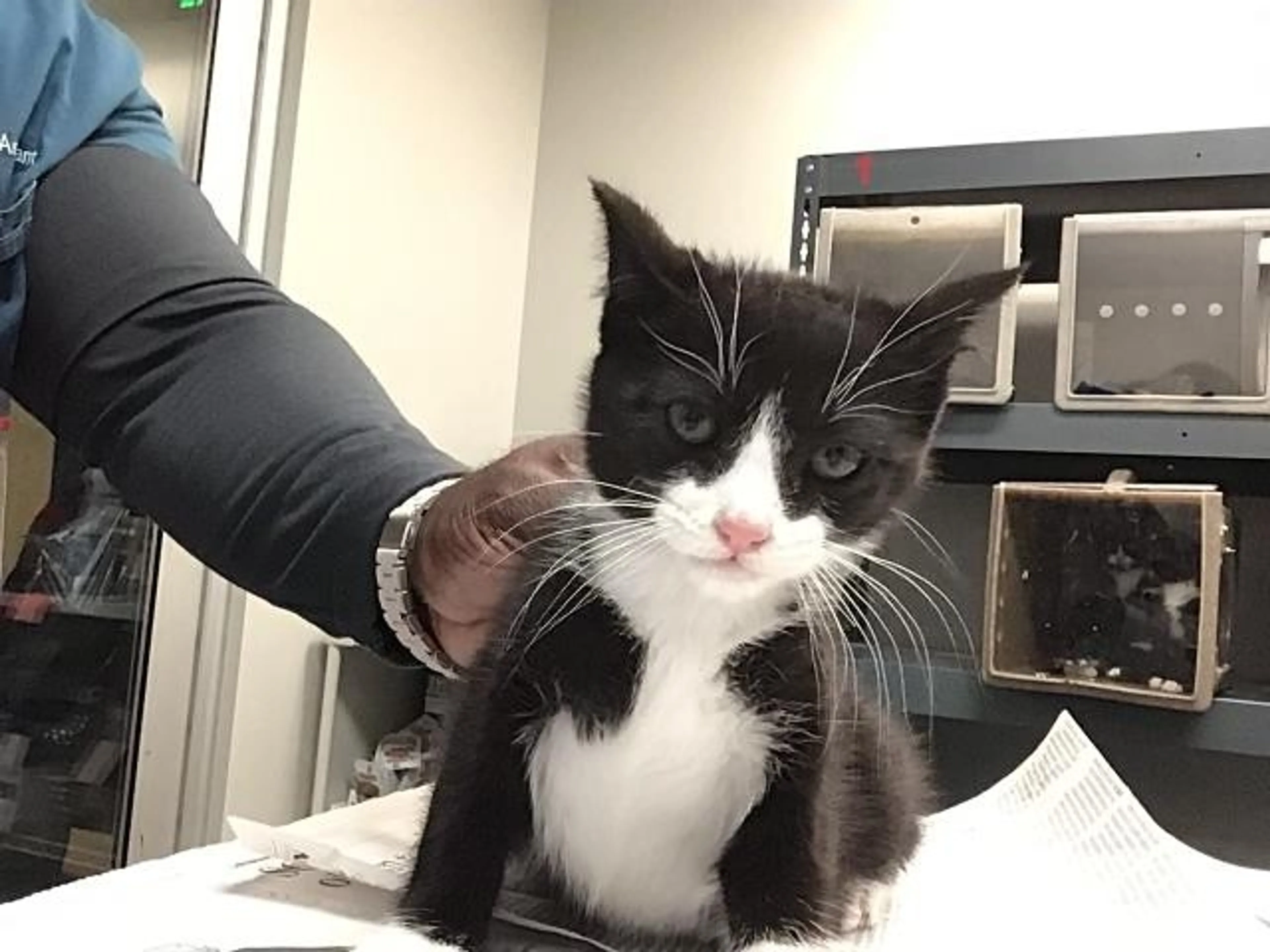 Found pet