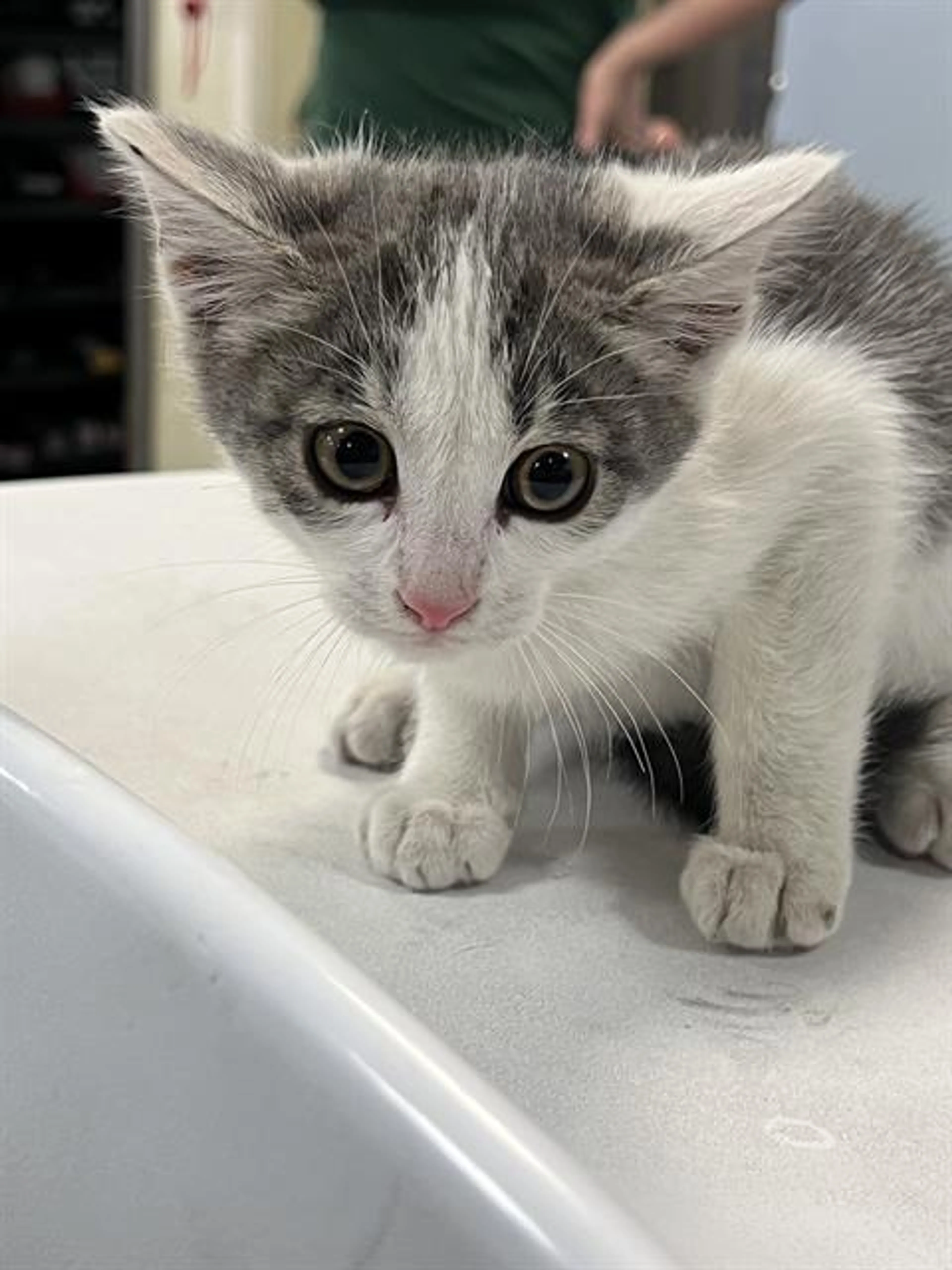 Found pet