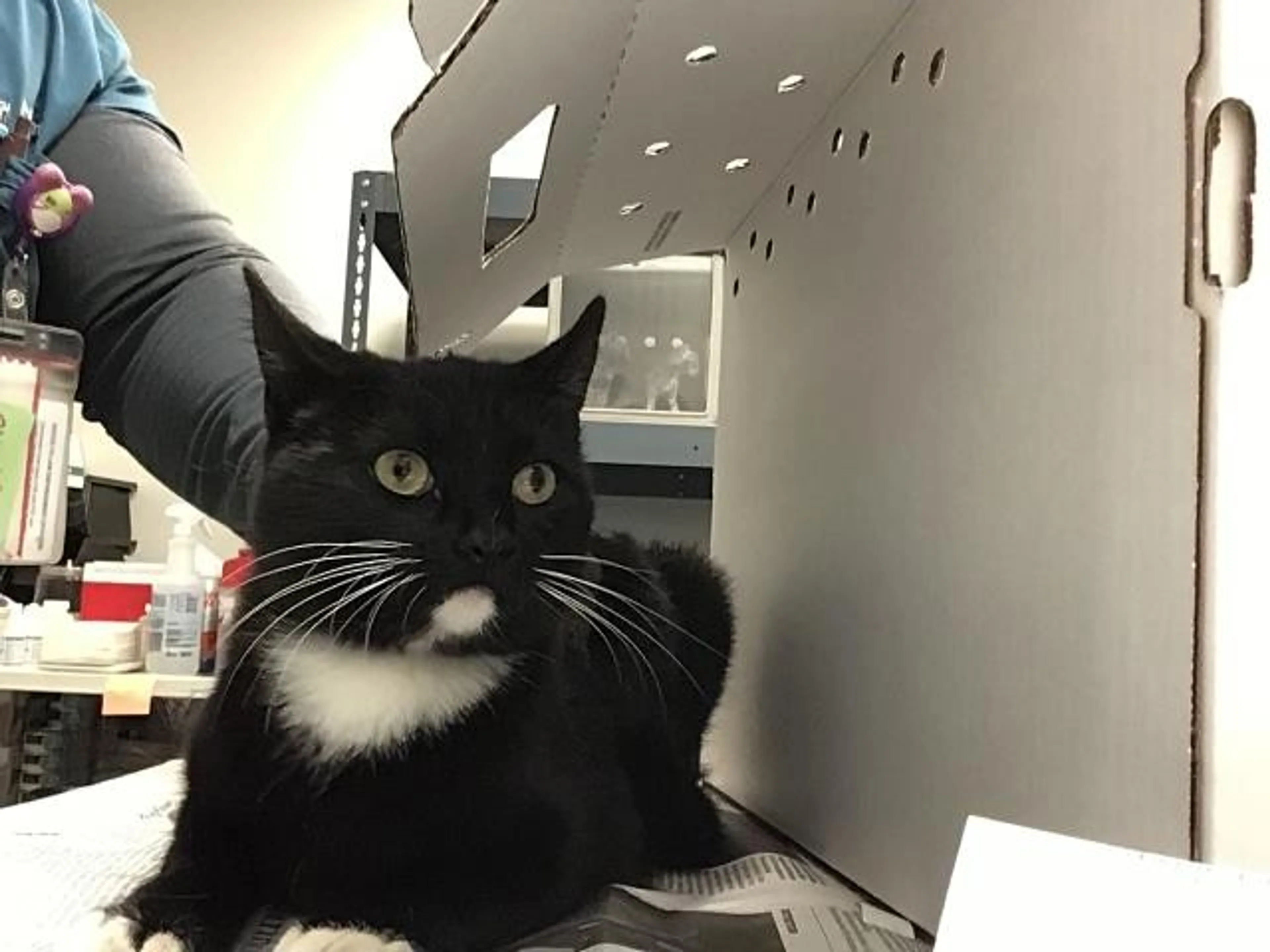 Found pet