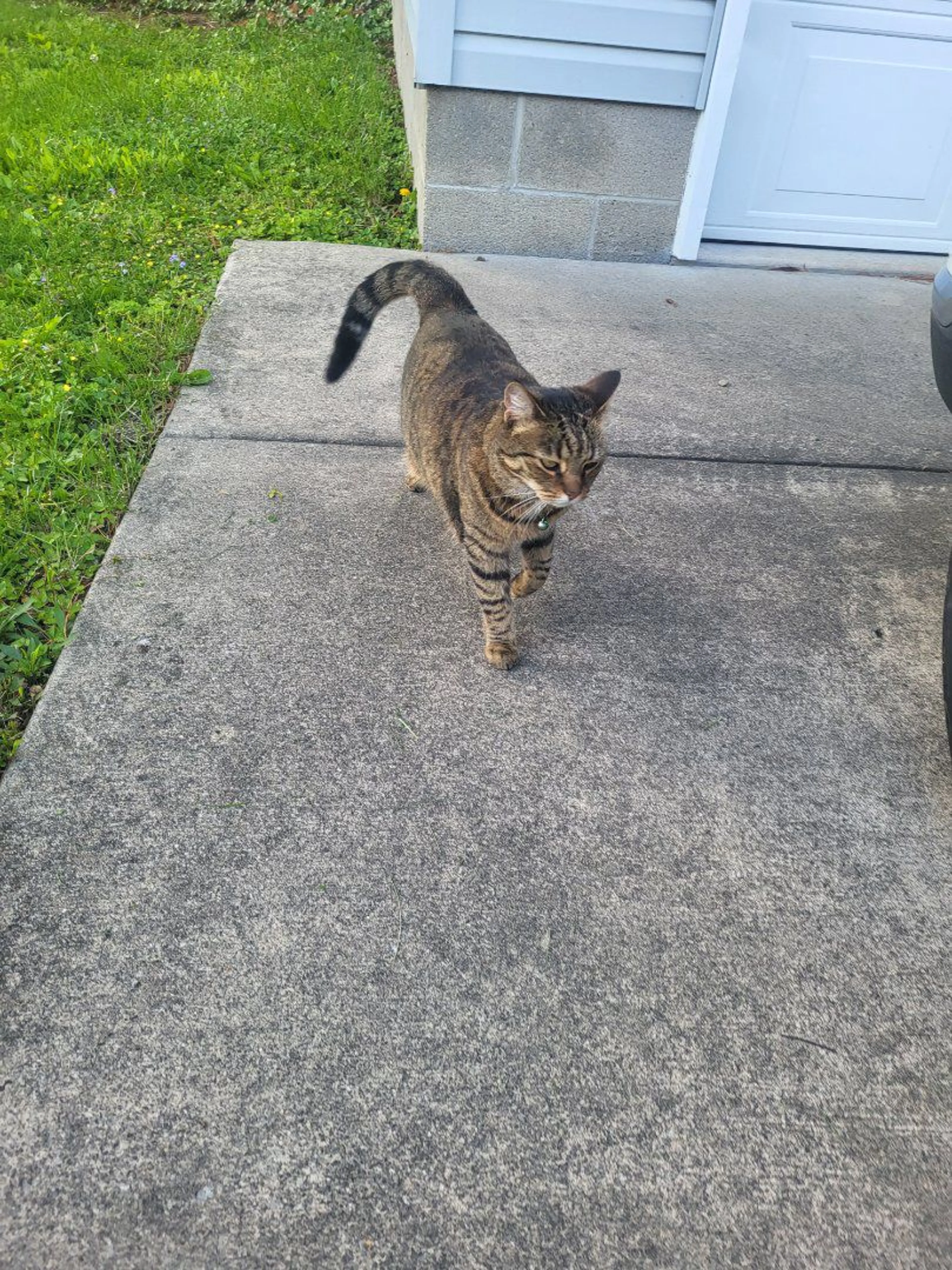 Lost pet