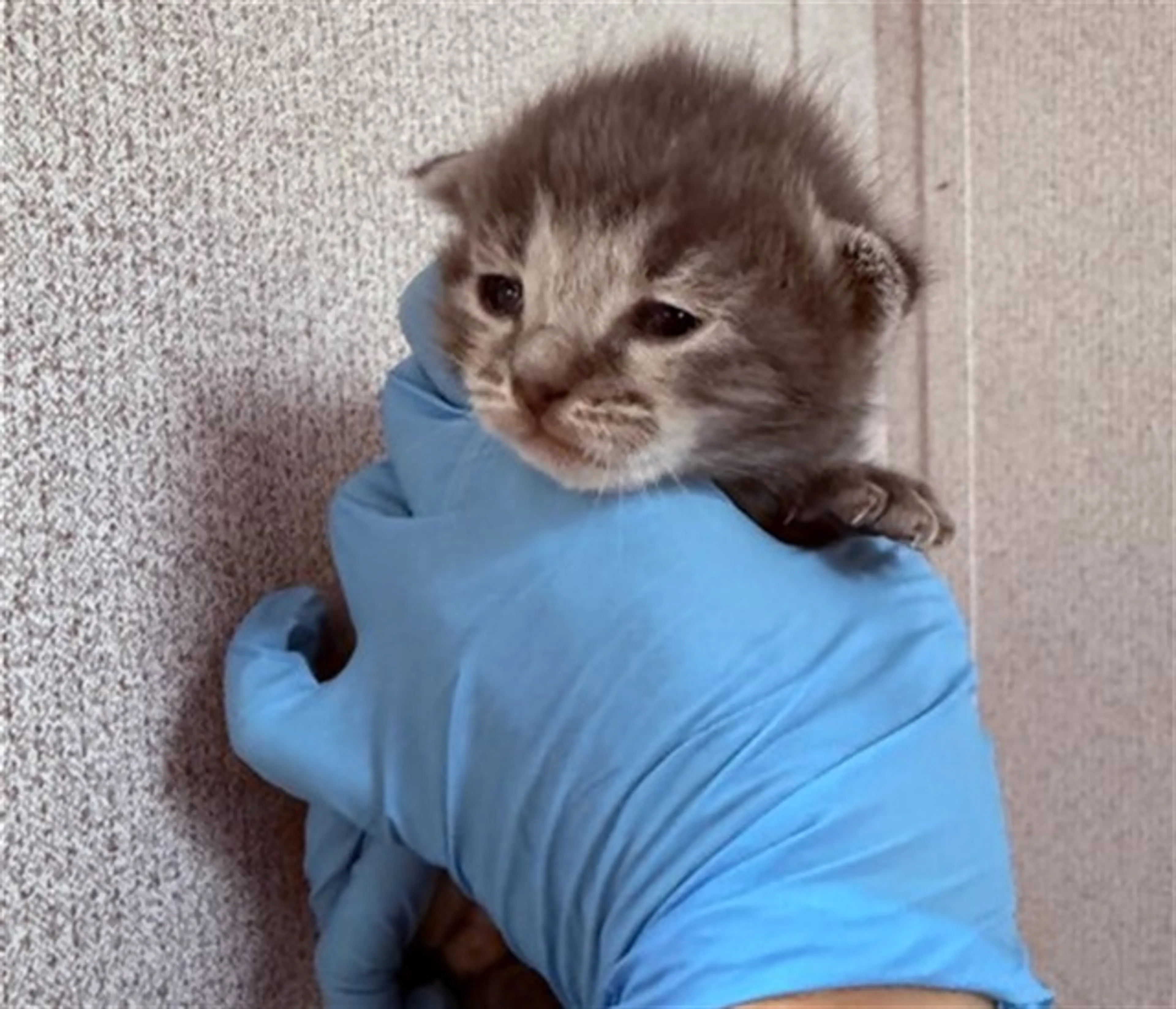 Found pet