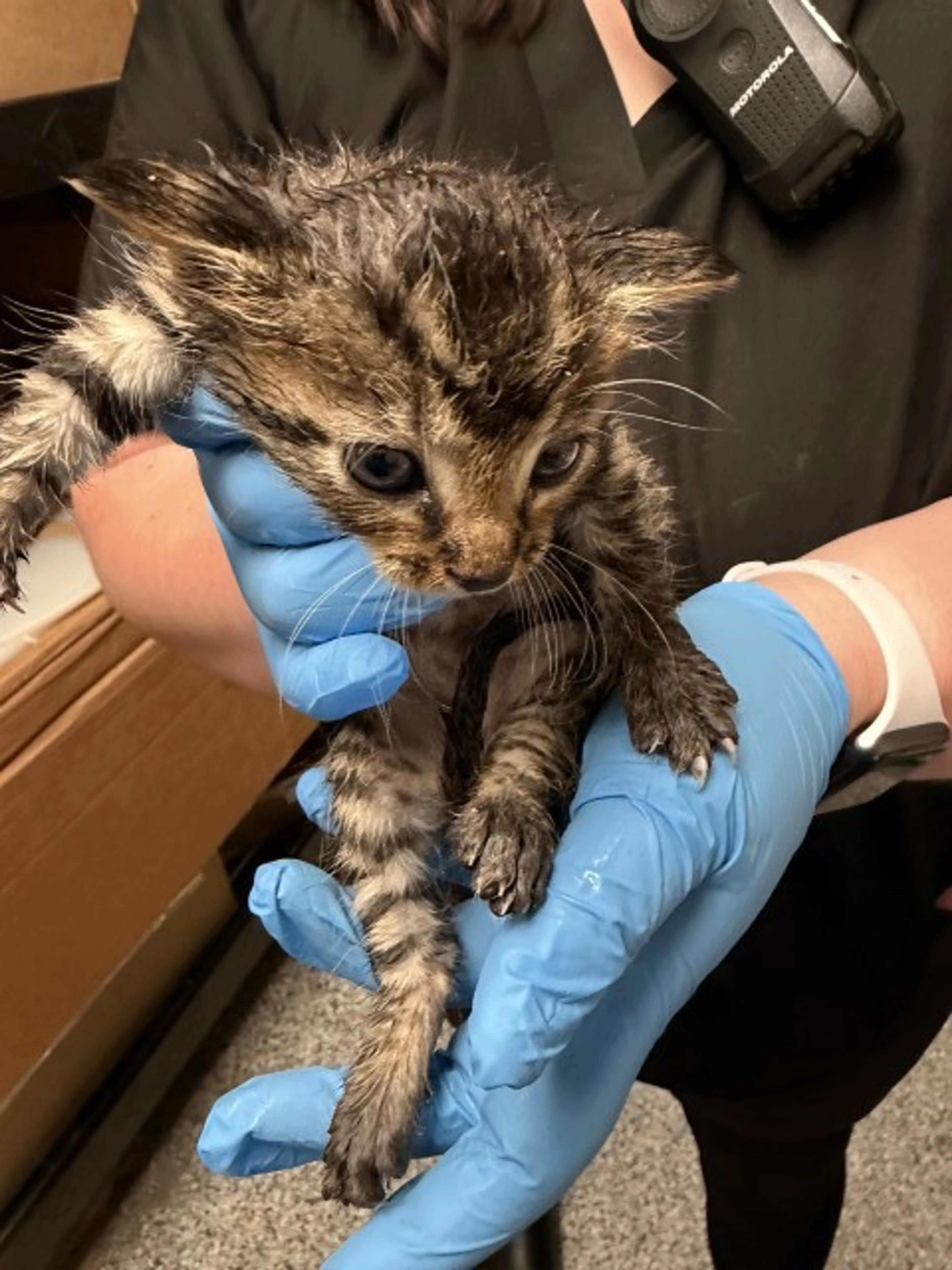 Found pet