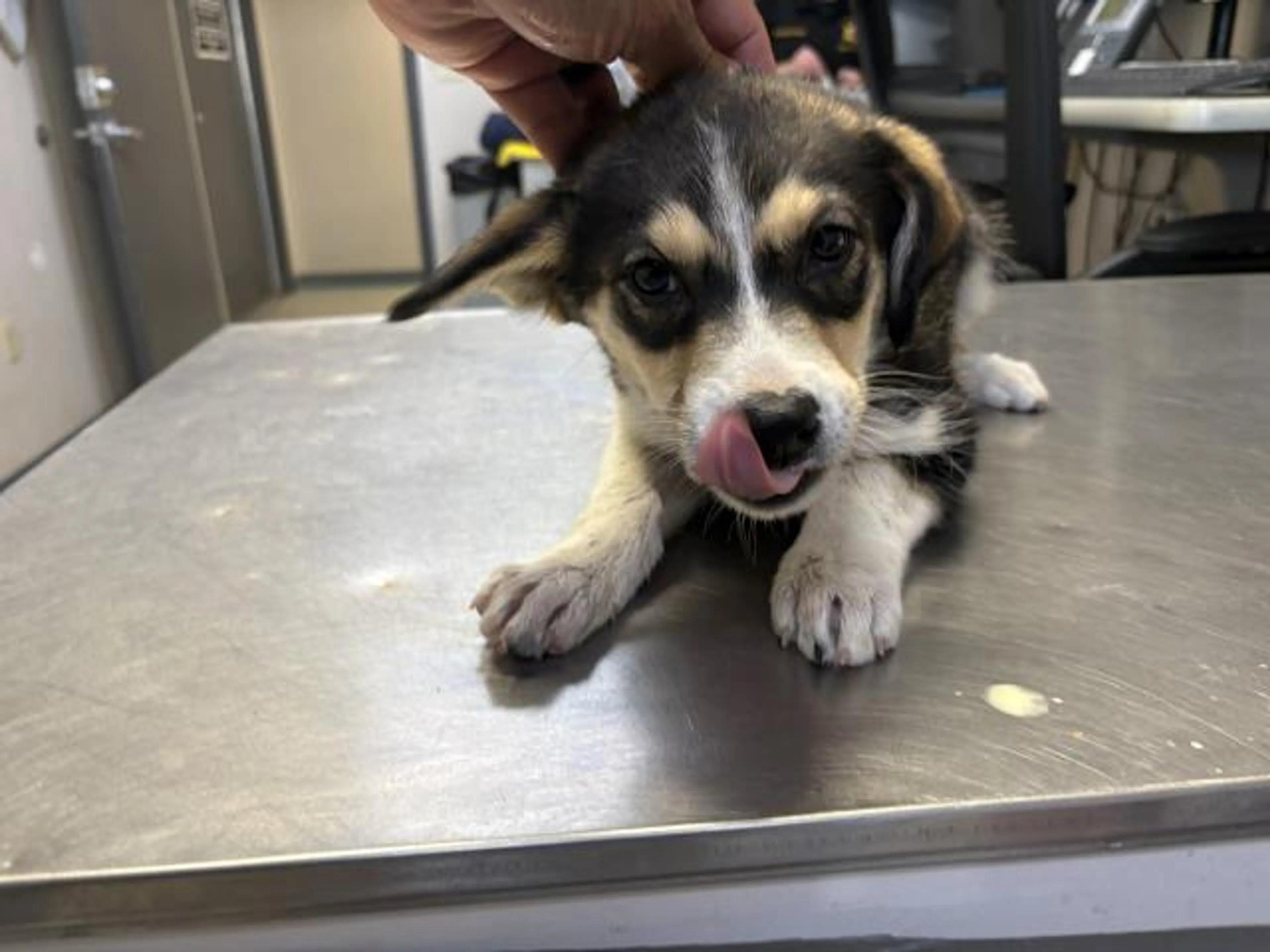 Found pet