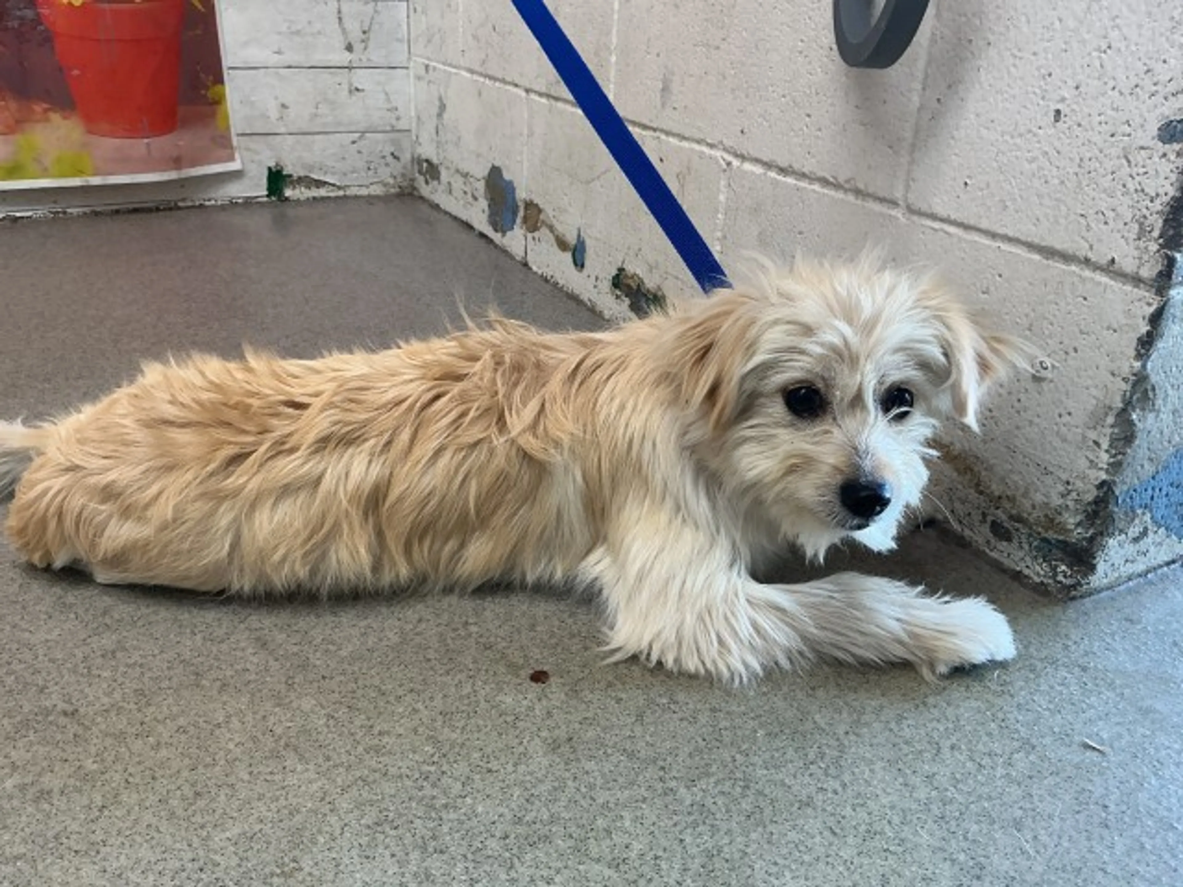 Found pet