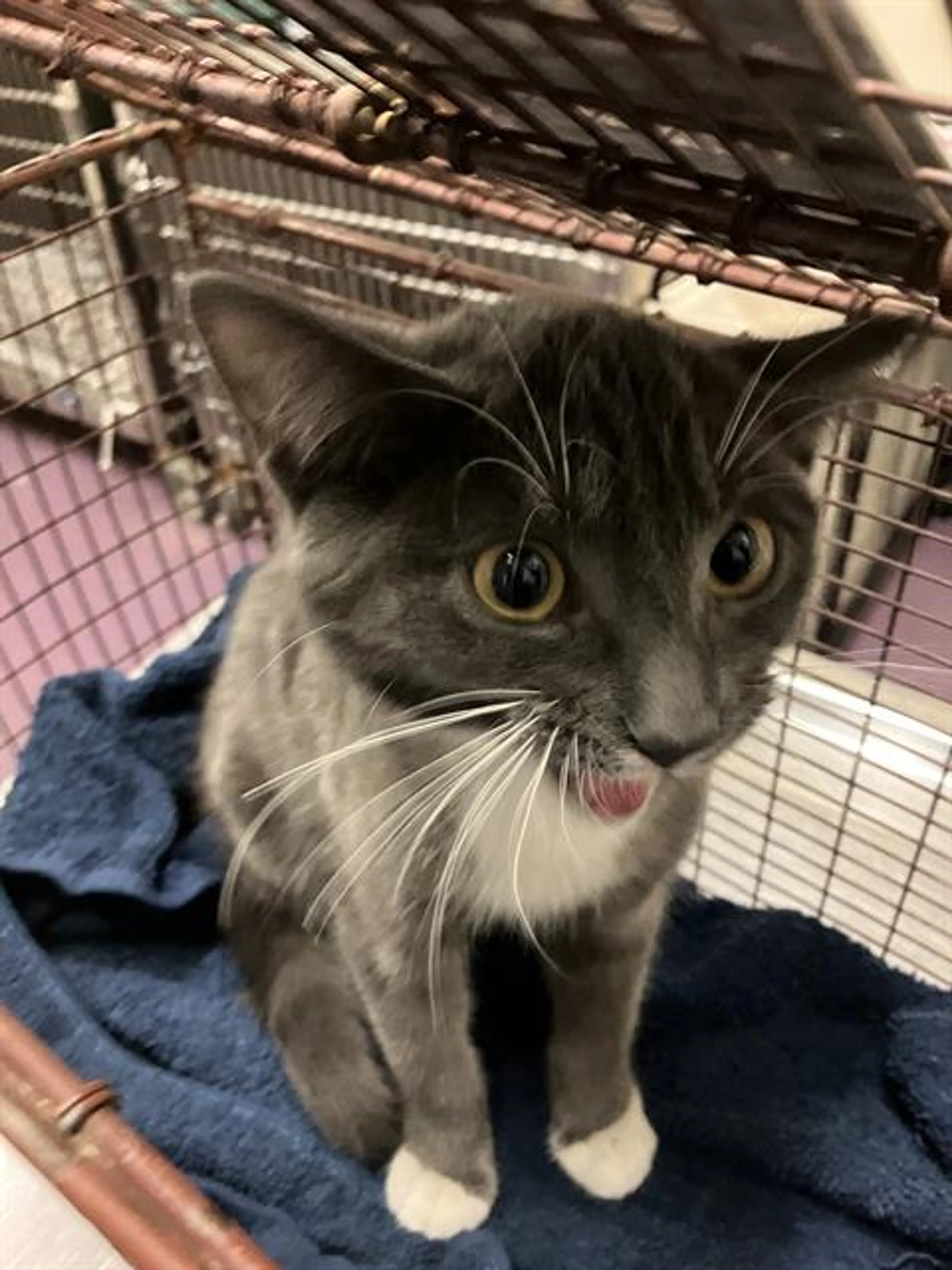 Found pet