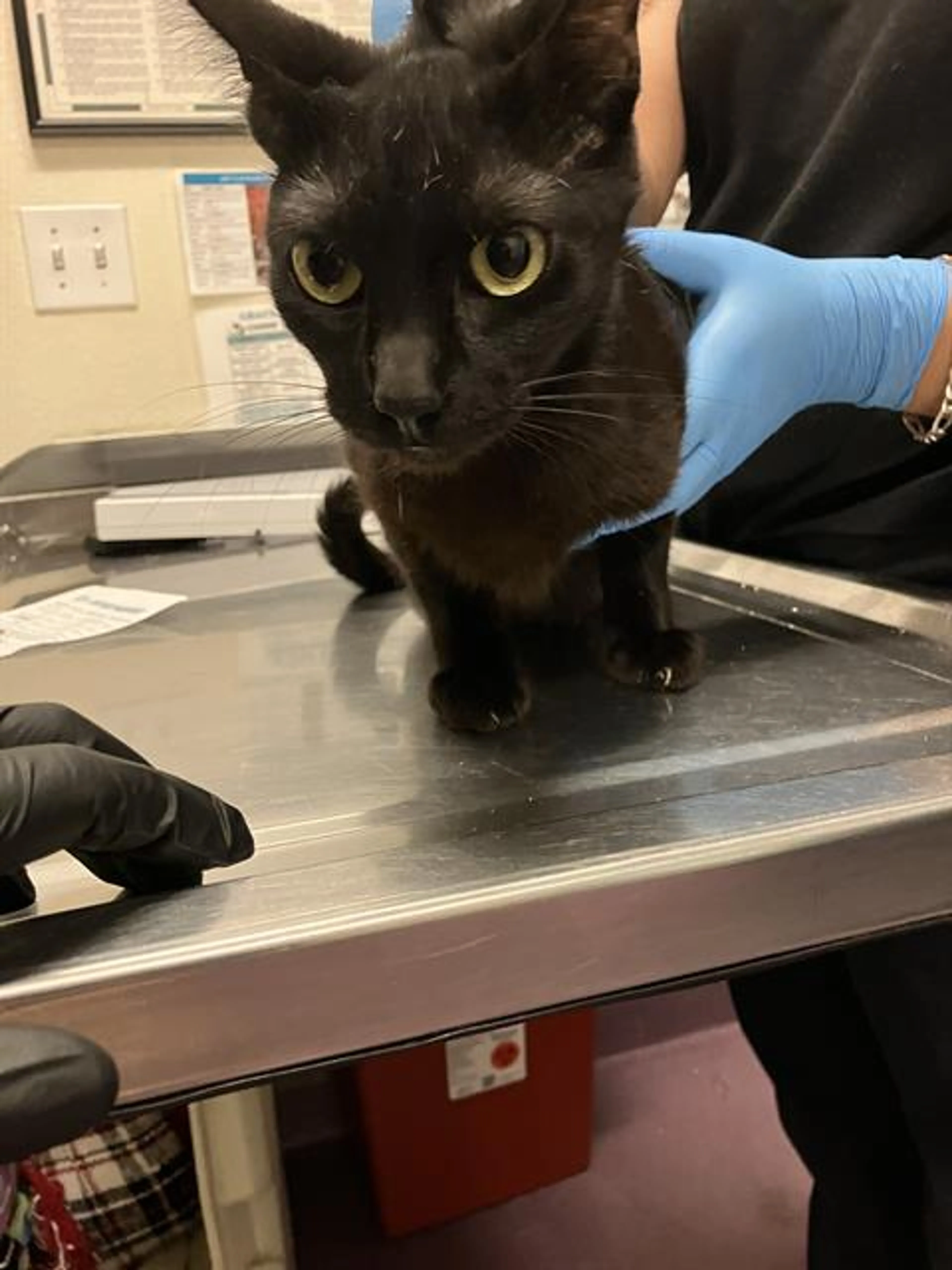Found pet
