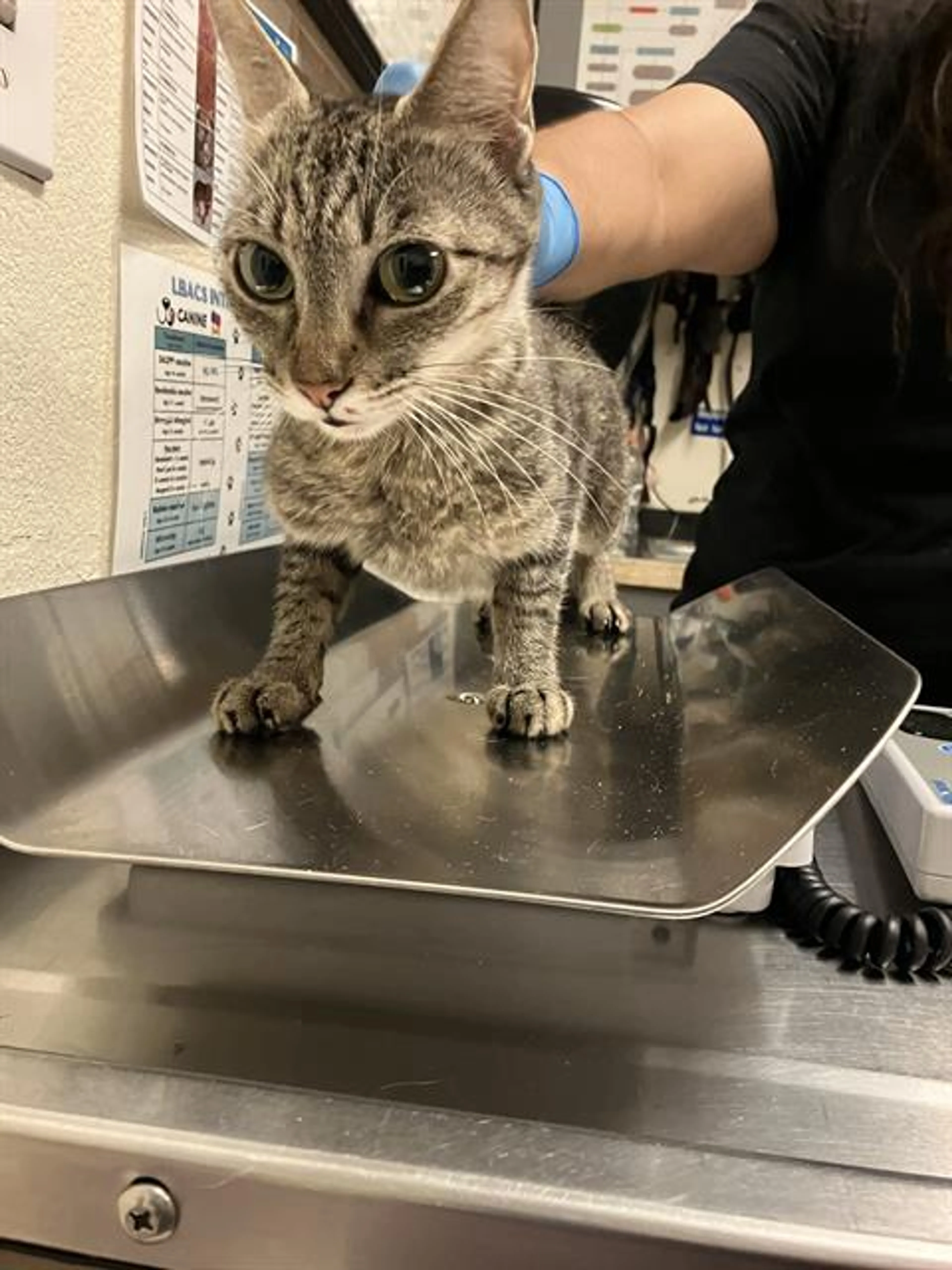 Found pet