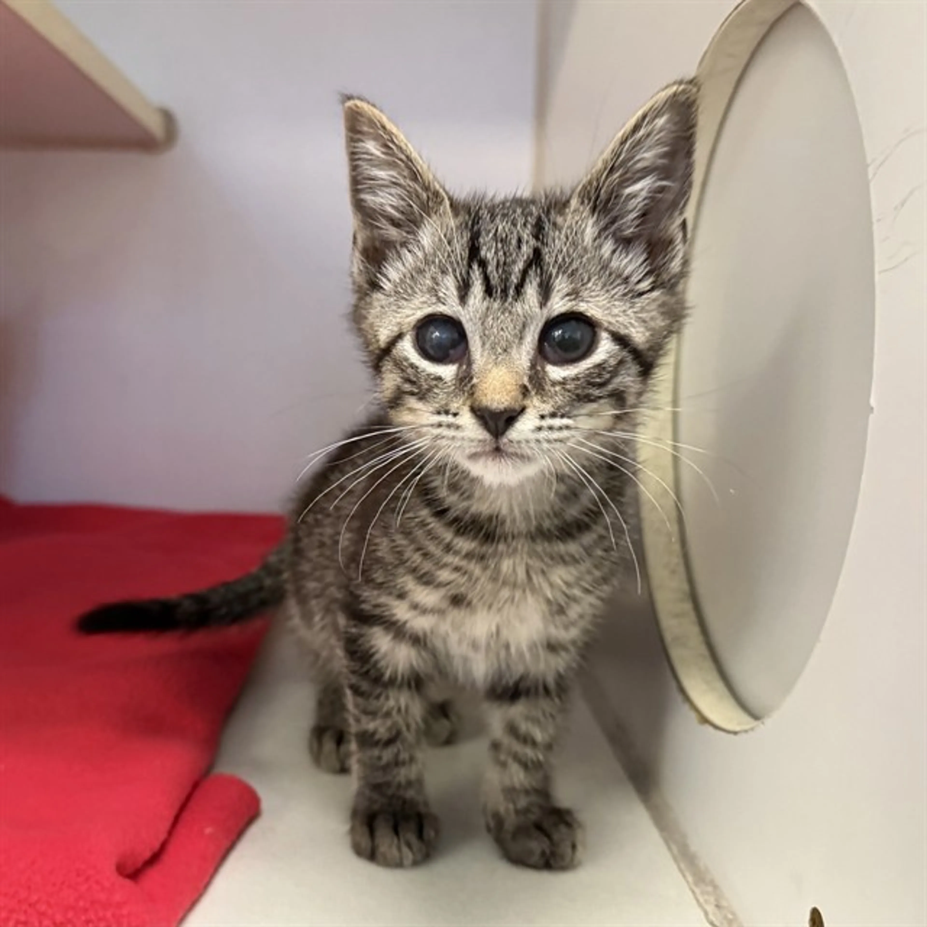 Found pet