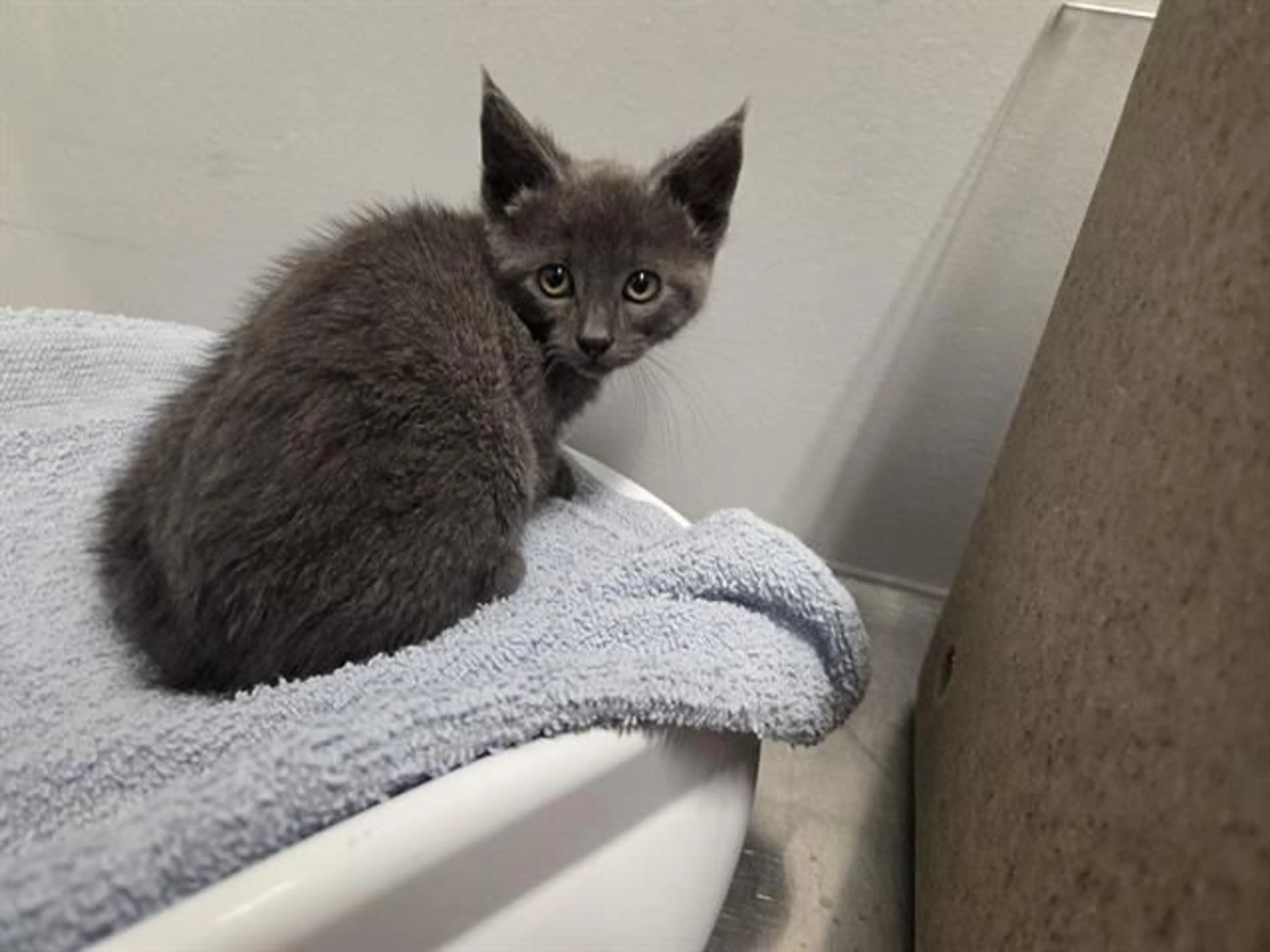 Found pet
