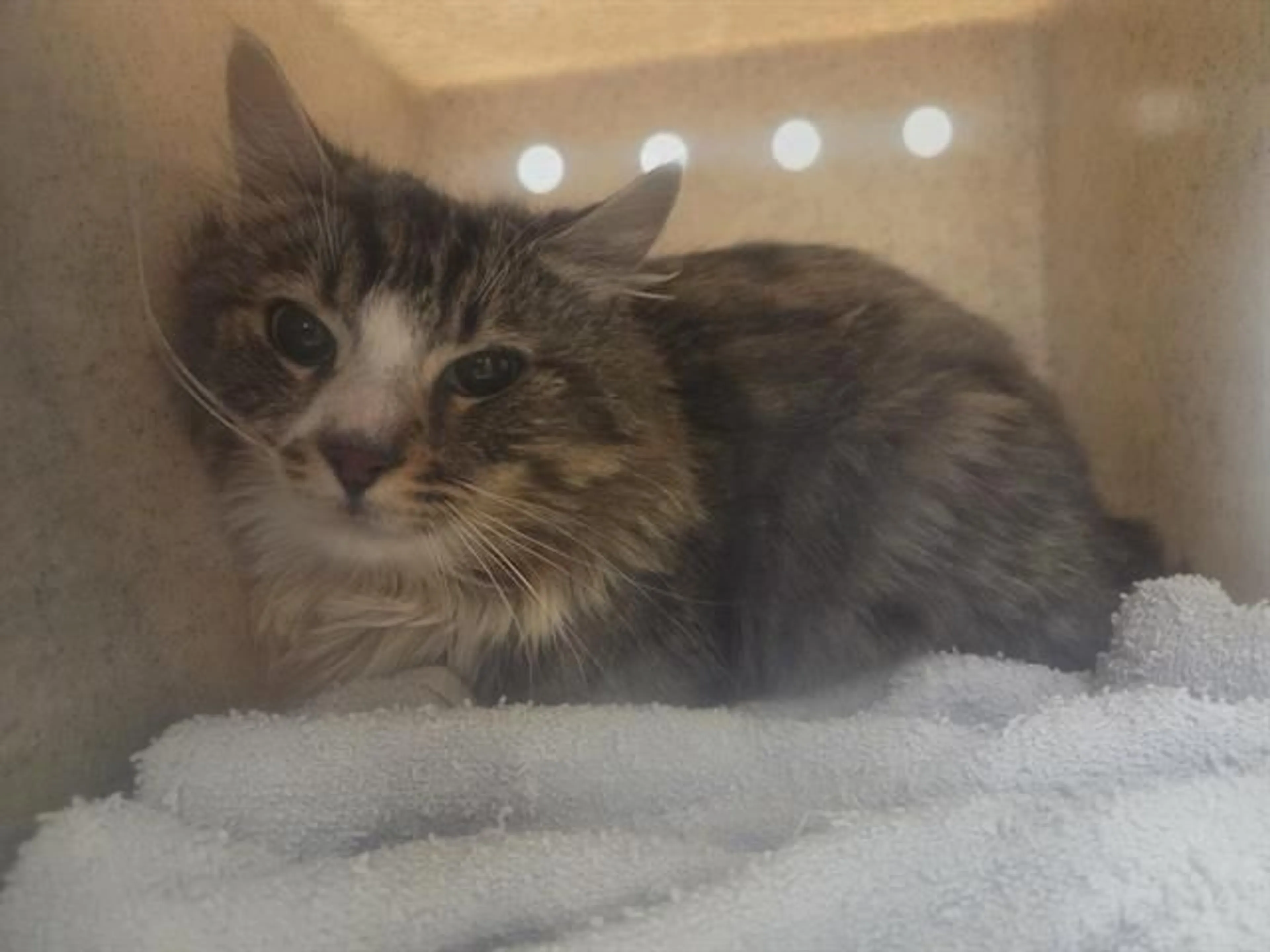 Found pet