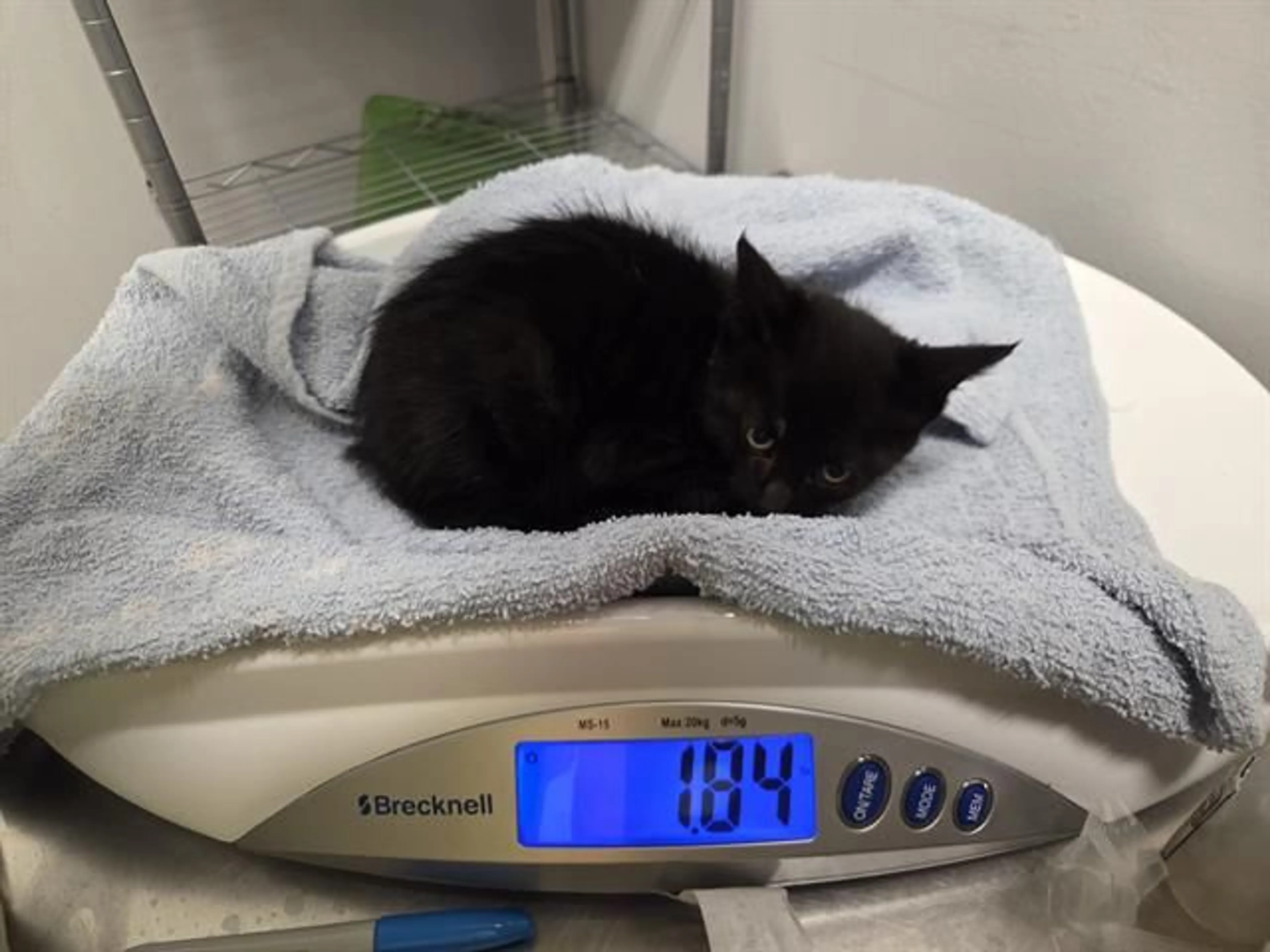 Found pet