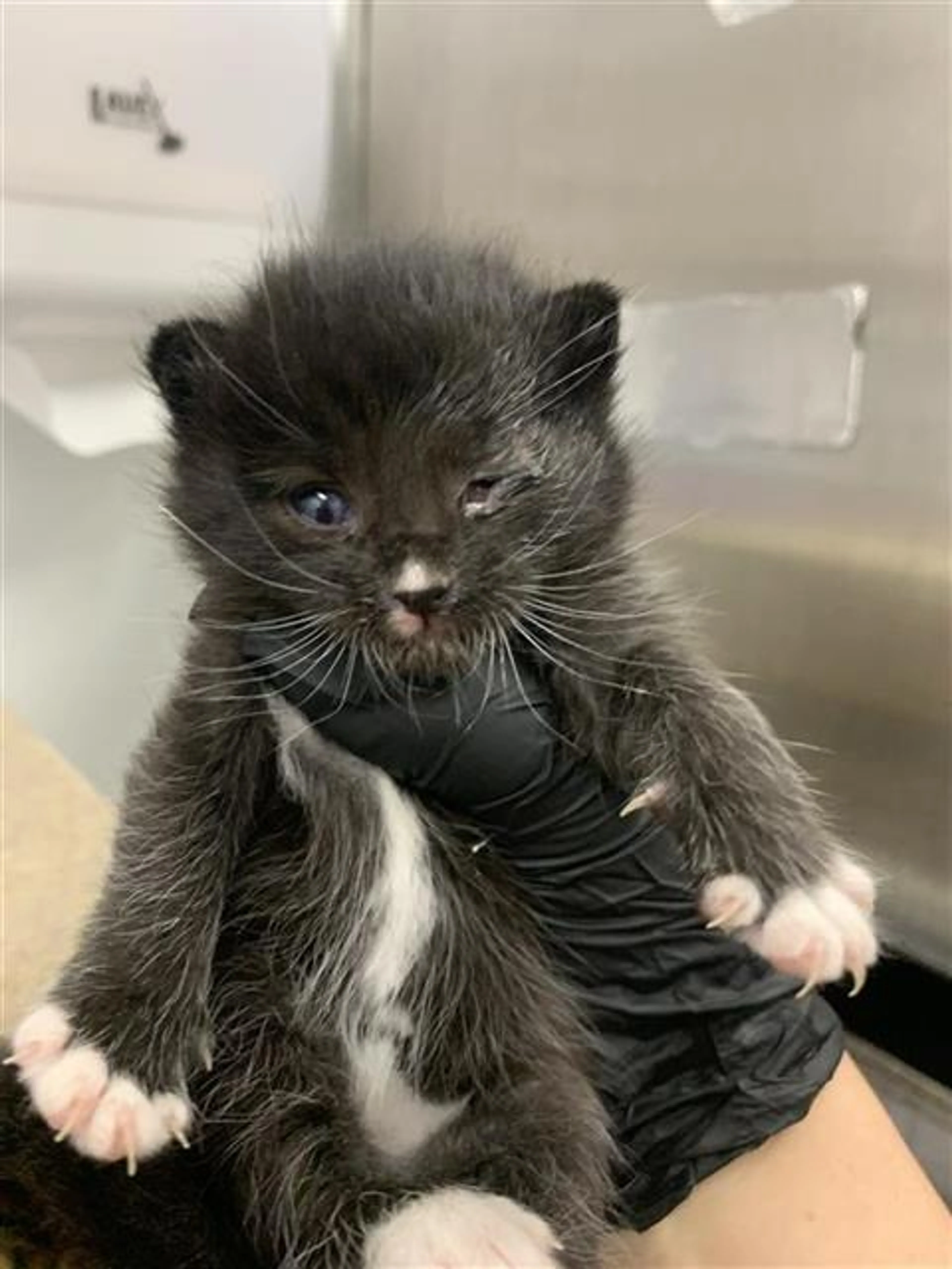 Found pet