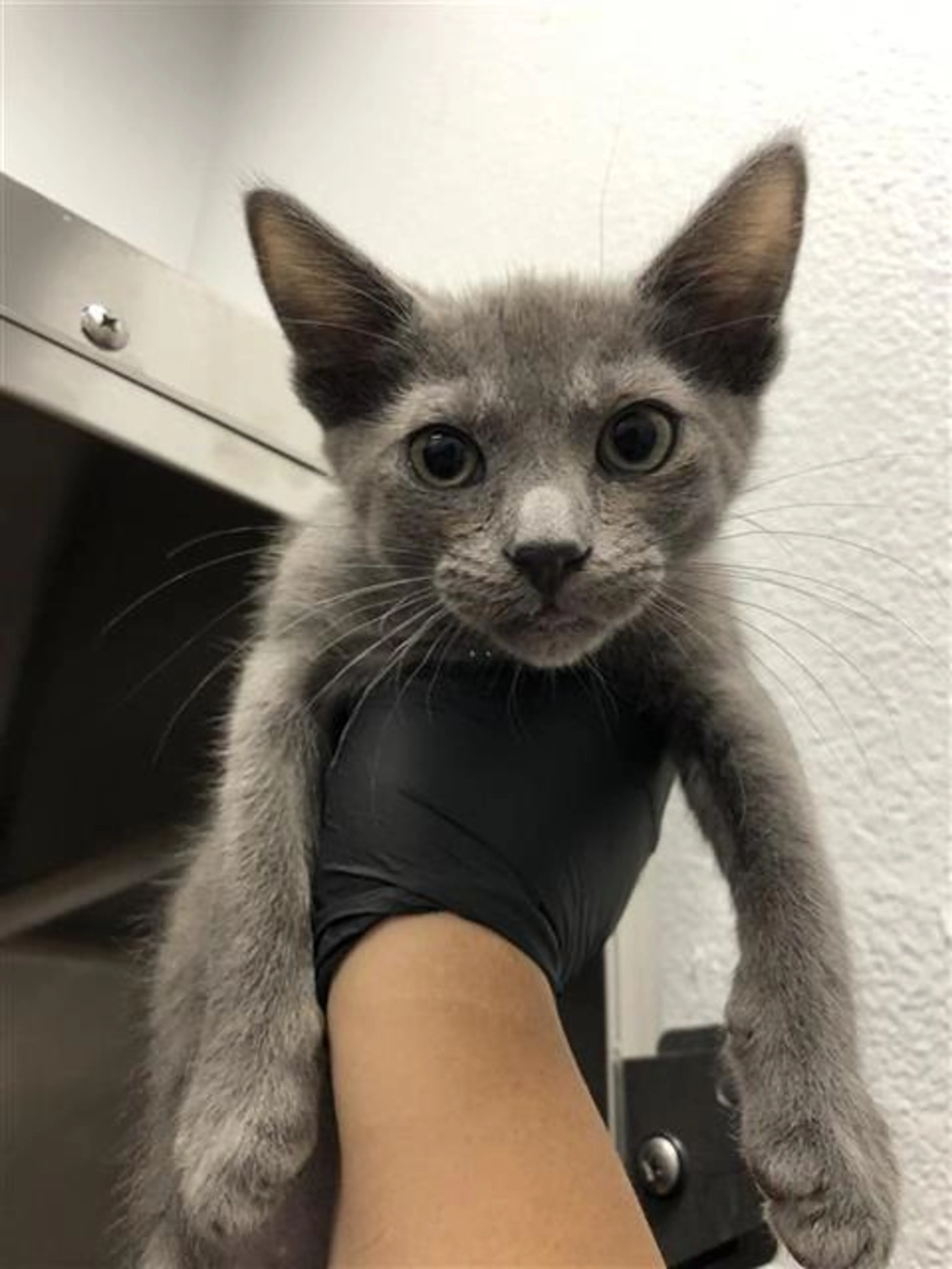 Found pet