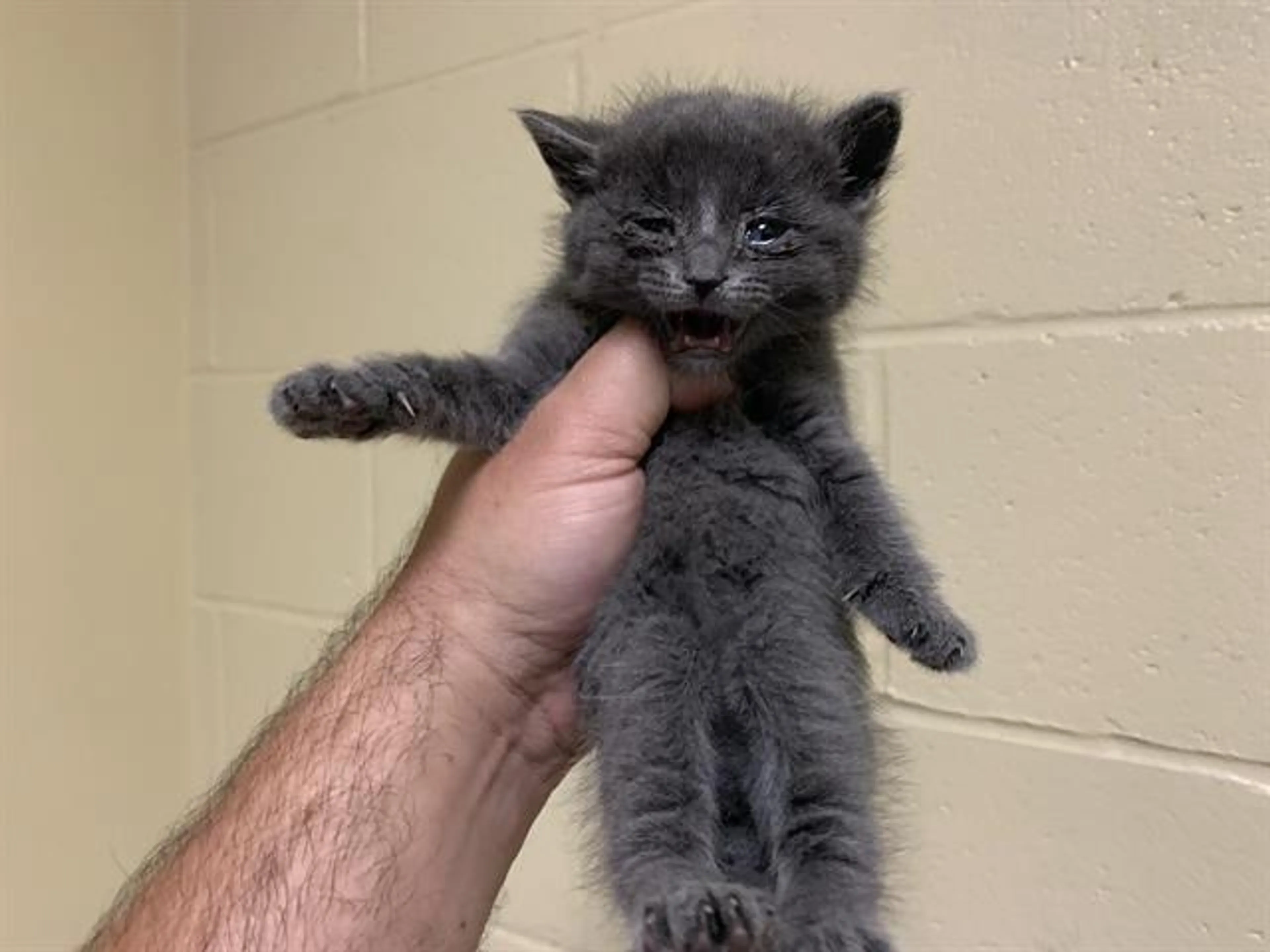 Found pet