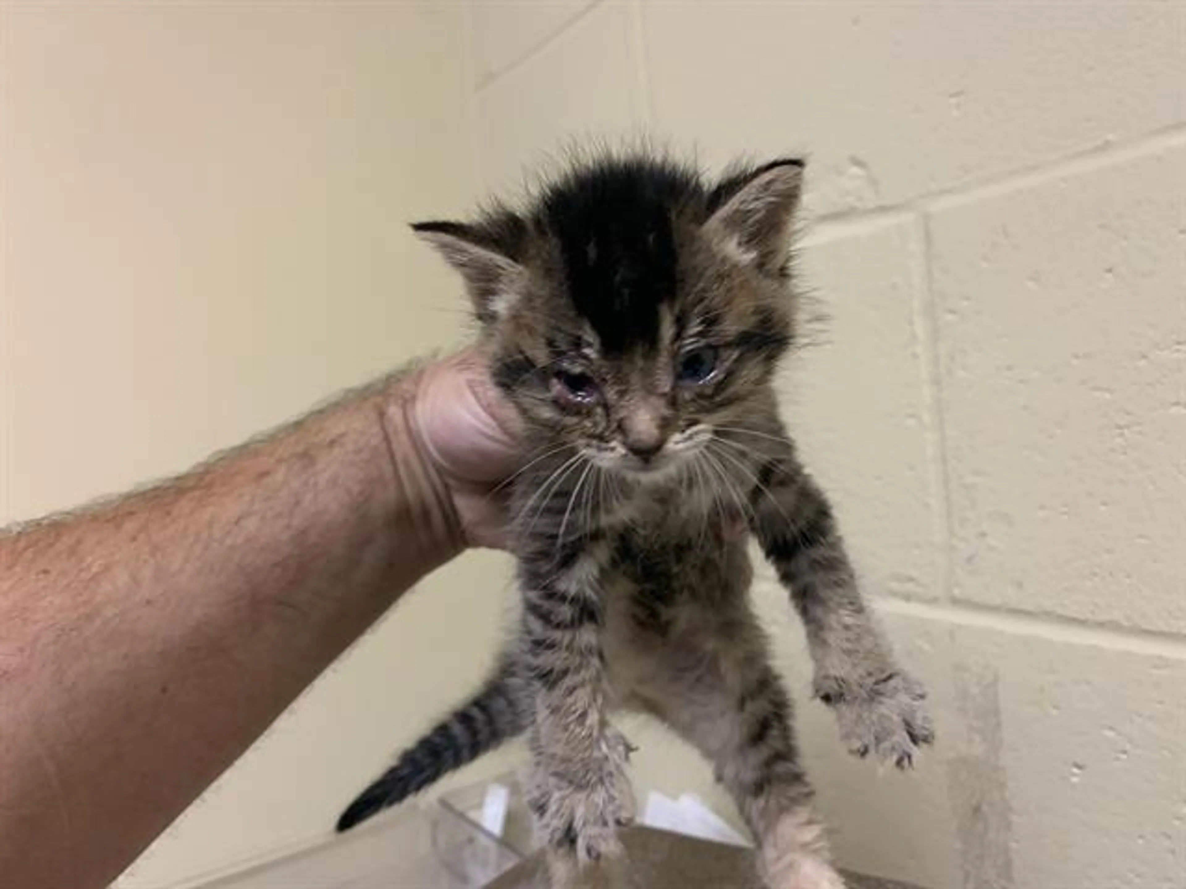 Found pet
