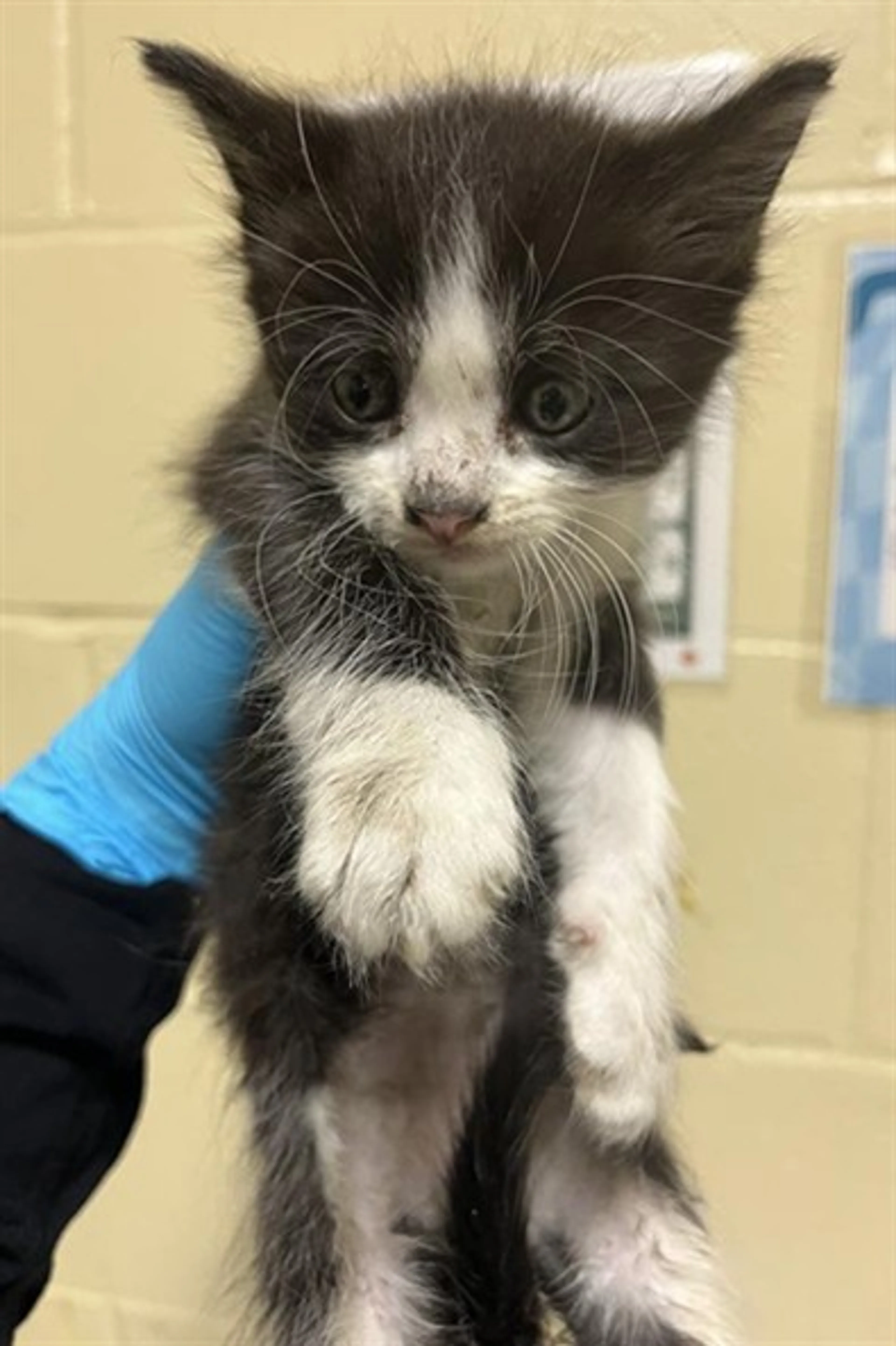 Found pet