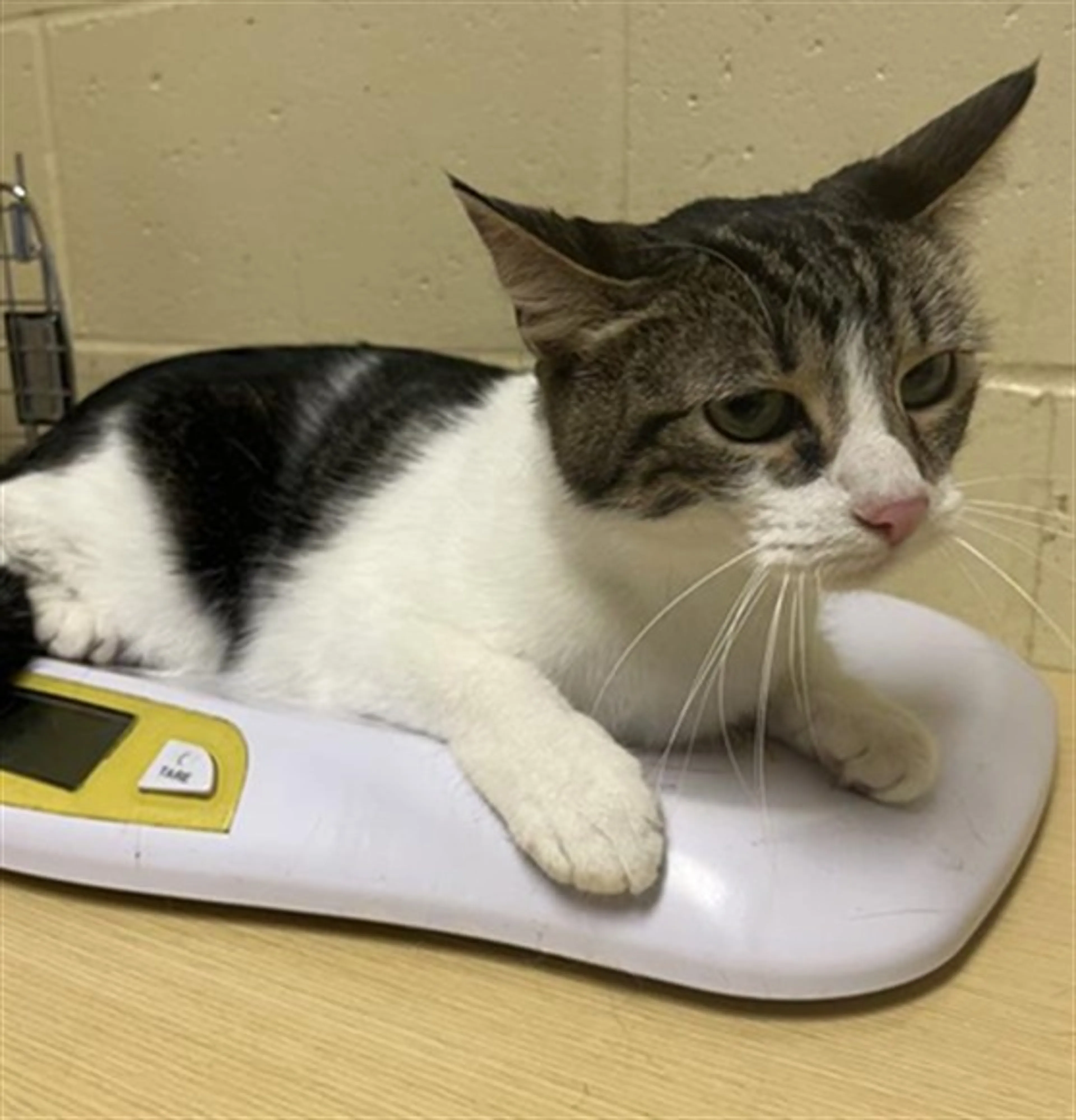Found pet