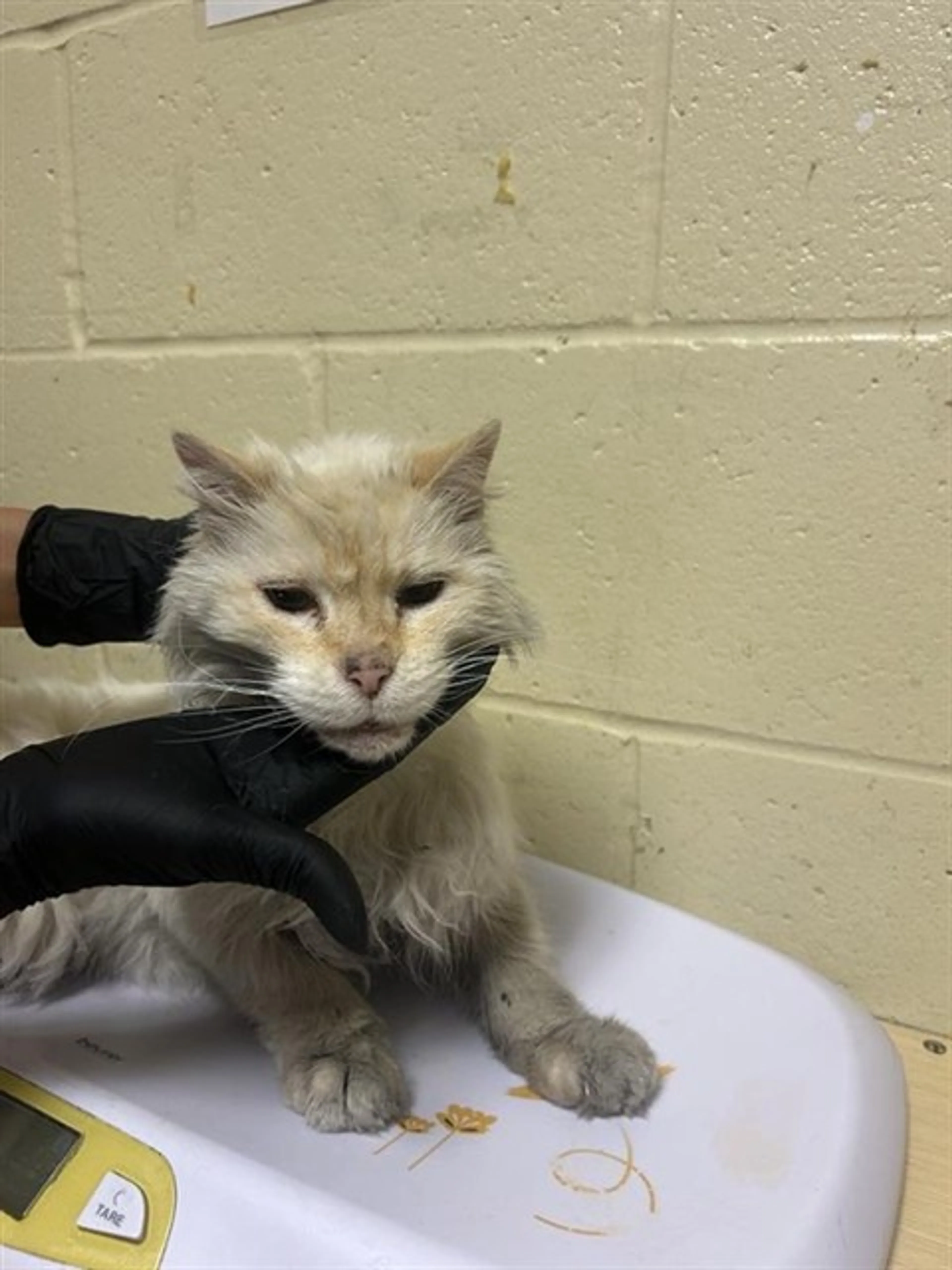Found pet