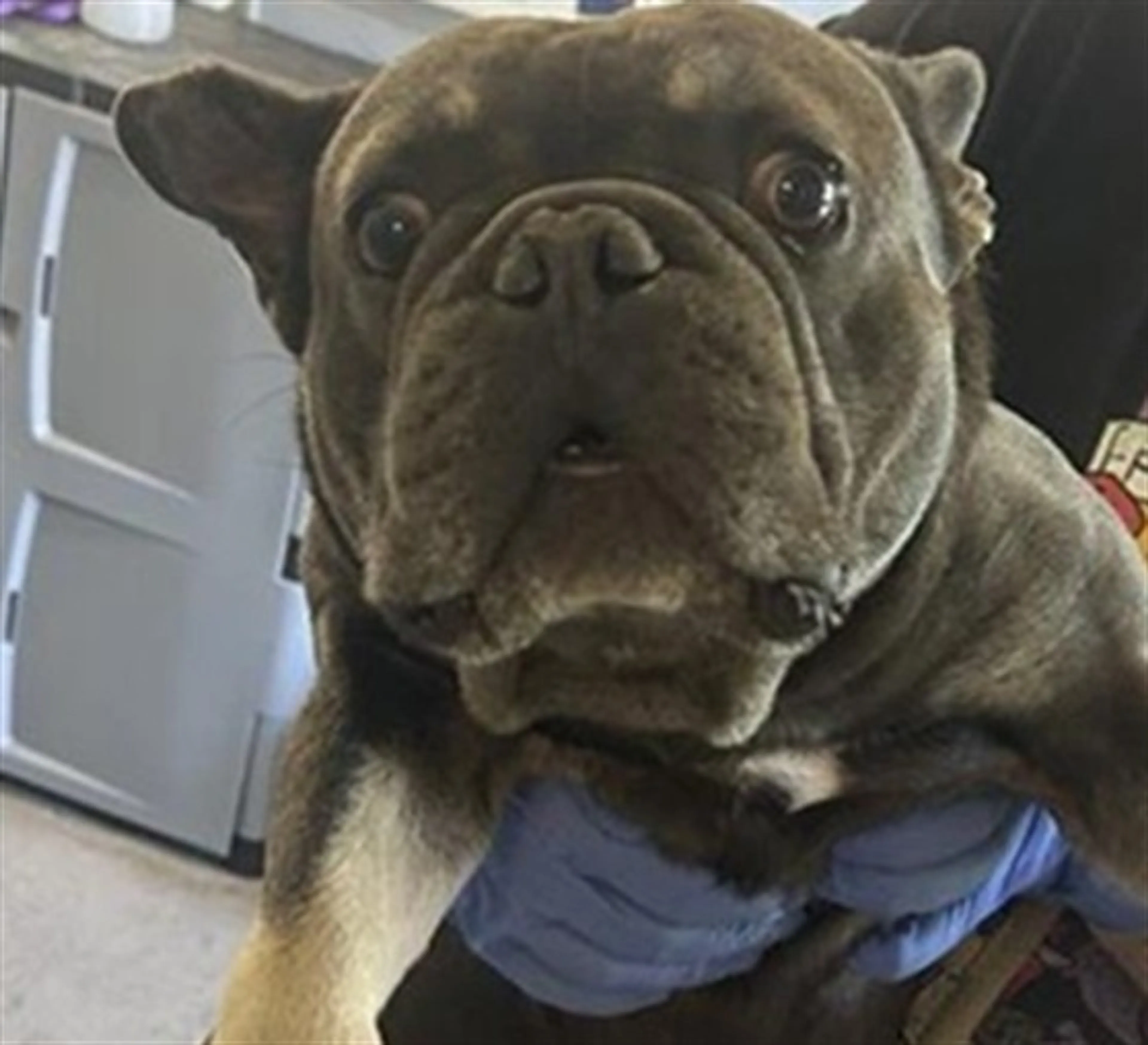 Found pet