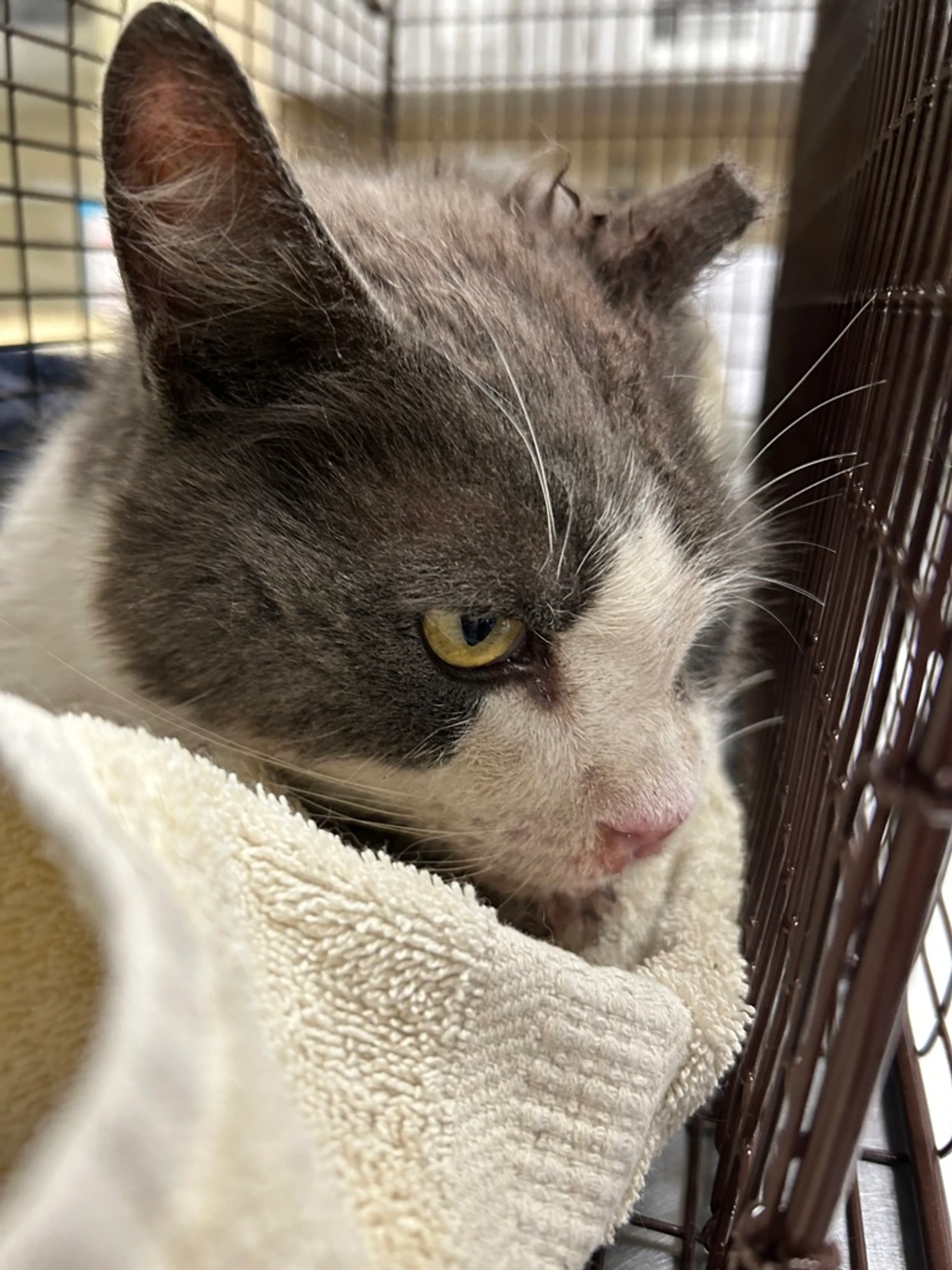 Found pet